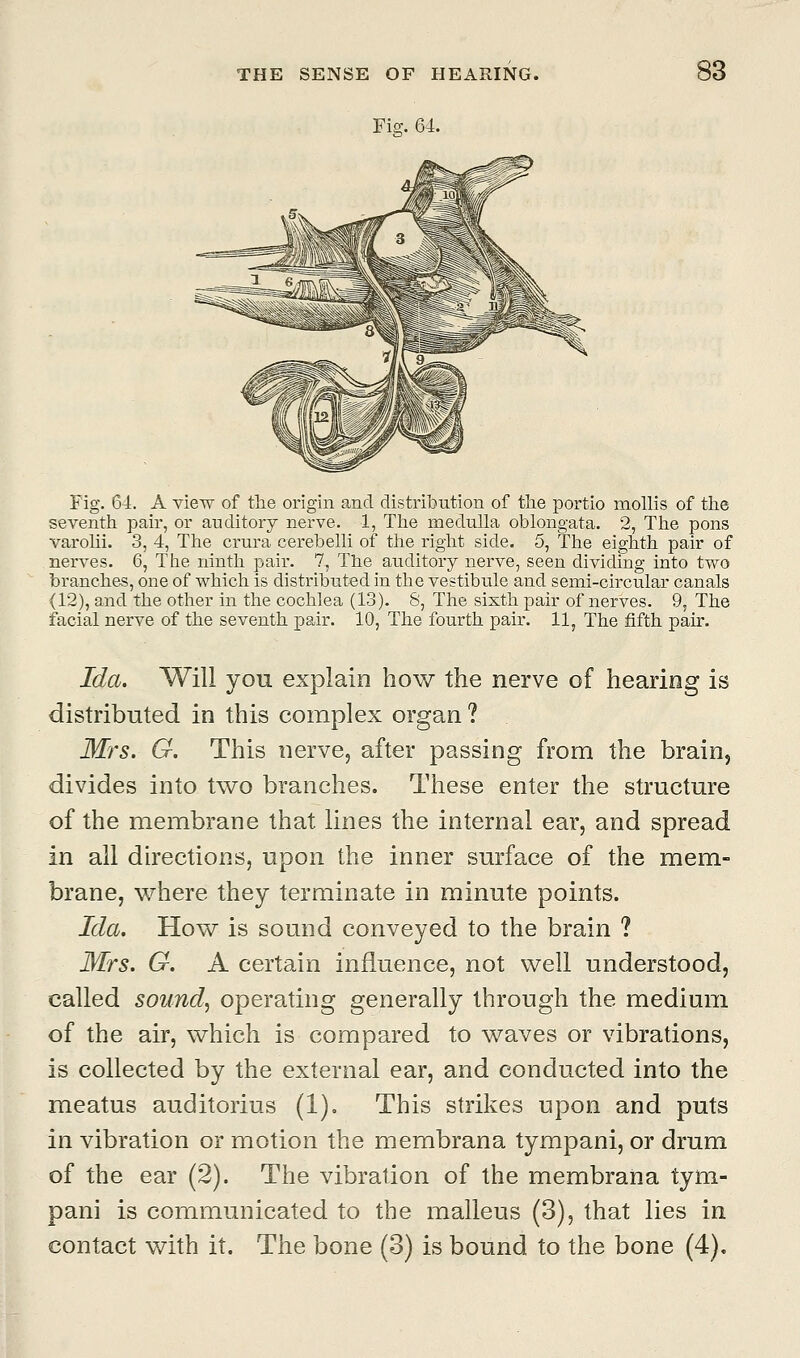 Fig. 64. Fig. 64. A view of the origin and distribution of the portio mollis of the seventh pair, or auditory nerve. 1, The medulla oblongata. 2, The pons varolii. 3, 4, The crura cerebelli of the right side. 5, The eighth pair of nerves. 6, The ninth pair. 7, The auditory nerve, seen dividing into two branches, one of which is distributed in the vestibule and semi-circular canals (12), and the other in the cochlea (13). 8, The sixth pair of nerves. 9, The facial nerve of the seventh pair. 10, The fourth pair. 11, The fifth pair. Ida. Will you explain how the nerve of hearing is distributed in this complex organ ? Mrs. G. This nerve, after passing from the brain, divides into two branches. These enter the structure of the membrane that lines the internal ear, and spread in all directions, upon the inner surface of the mem- brane, where they terminate in minute points. Ida. How is sound conveyed to the brain ? Mrs. G. A certain influence, not well understood, called sound, operating generally through the medium of the air, which is compared to waves or vibrations, is collected by the external ear, and conducted into the meatus auditorius (1). This strikes upon and puts in vibration or motion the membrana tympani, or drum of the ear (2). The vibration of the membrana tym- pani is communicated to the malleus (3), that lies in contact with it. The bone (3) is bound to the bone (4).