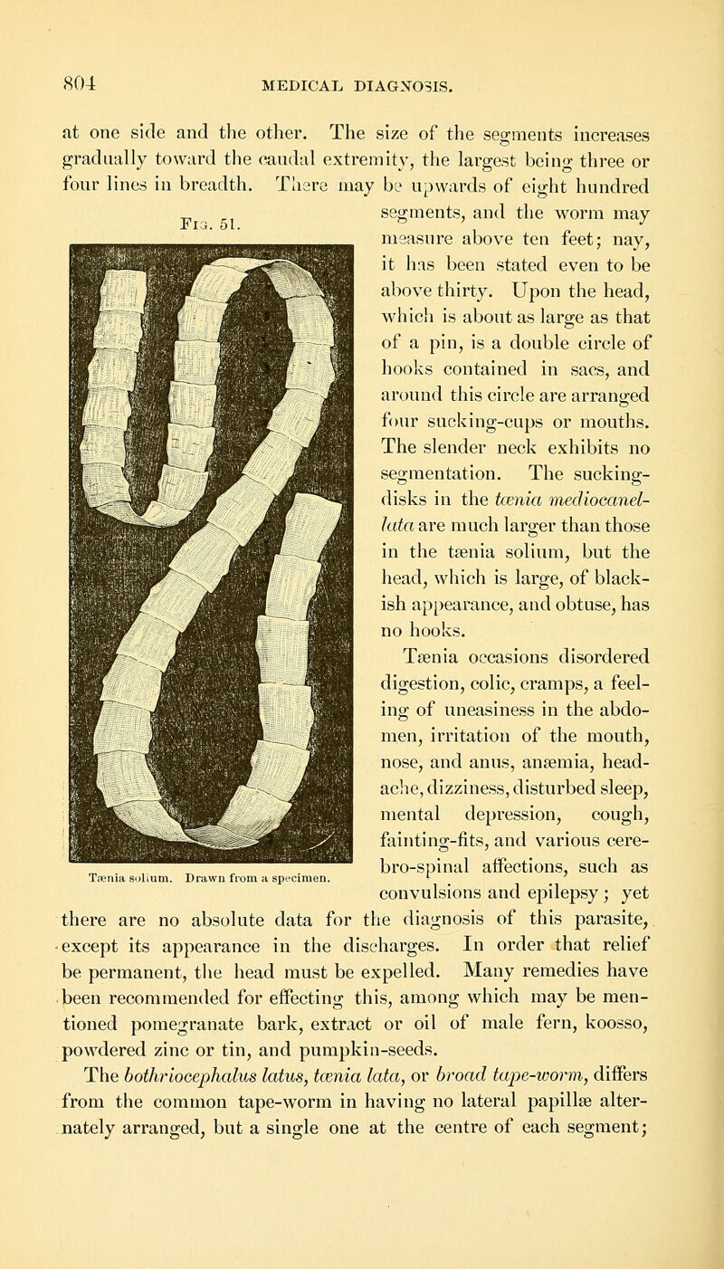 at one side and the other. The size of the segments increases gradually toward the caudal extremity, the largest being three or four lines in breadth. There may be upwards of eight hundred ^ ri segments, and the worm may Fia. 51. i measure above ten feet; nay, it has been stated even to be above thirty. Upon the head, which is about as large as that of a pin, is a double circle of hooks contained in sacs, and around this circle are arranged four sucking-cups or mouths. The slender neck exhibits no segmentation. The sucking- disks in the taenia mediocanel- lata are much larger than those in the taenia solium, but the head, which is large, of black- ish appearance, and obtuse, has no hooks. Tsenia occasions disordered digestion, colic, cramps, a feel- ing of uneasiness in the abdo- men, irritation of the mouth, nose, and anus, anaemia, head- ache, dizziness, disturbed sleep, mental depression, cough, fainting-fits, and various cere- brospinal affections, such as convulsions and epilepsy; yet there are no absolute data for the diagnosis of this parasite, except its appearance in the discharges. In order that relief be permanent, the head must be expelled. Many remedies have been recommended for effecting this, among which may be men- tioned pomegranate bark, extract or oil of male fern, koosso, powdered zinc or tin, and pumpkin-seeds. The bothrioeephalus lotus, tcenia lata, or broad tape-worm,, differs from the common tape-worm in having no lateral papillae alter- nately arranged, but a single one at the centre of each segment; T.-cnia solium. Drawn from a specimen.