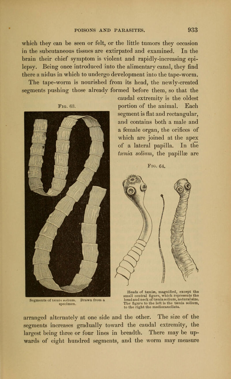 which they can be seen or felt, or the little tumors they occasion in the subcutaneous tissues are extirpated and examined. In the brain their chief symptom is violent and rapidly-increasing epi- lepsy. Being once introduced into the alimentary canal, they find there a nidus in which to undergo development into the tape-worm. The tape-worm is nourished from its head, the newly-created segments pushing those already formed before them, so that the caudal extremity is the oldest Fig. 63. portion of the animal. Each segment is flat and rectangular, and contains both a male and a female organ, the orifices of which are joined at the apex of a lateral papilla. In the tsenia solium, the papillae are Fig. 64. Segments of taenia solium, specimen. Drawn from a Heads of taeniae, magnified, except the small central figure, which represents the head and neck of taenia solium, natural size. The figure to the left is the taenia solium, to the right the mediocanellata. arranged alternately at one side and the other. The size of the segments increases gradually toward the caudal extremity, the largest being three or four lines in breadth. There may be up- wards of eight hundred segments, and the worm may measure