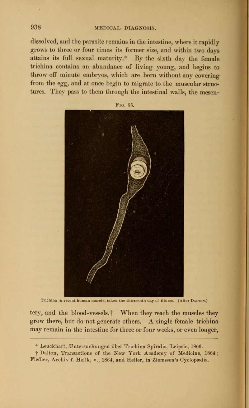 dissolved, and the parasite remains in the intestine, where it rapidly grows to three or four times its former size, and within two days attains its full sexual maturity.* By the sixth day the female trichina contains an abundance of living young, and begins to throw off minute embryos, which are born without any covering from the eggy and at once begin to migrate to the muscular struc- tures. They pass to them through the intestinal walls, the mesen- Fig. 65. Trichina in recent human muscle, taken the thirteenth day of illness. (After Dalton.) tery, and the blood-vessels.f When they reach the muscles they grow there, but do not generate others. A single female trichina may remain in the intestine for three or four weeks, or even longer, * Leuckhart, Untersuchungen uber Trichina Spiralis, Leipsic, 1866. f Dalton, Transactions of the New York Academy of Medicine, 1864; Fiedler, Archiv f. Heilk, v., 1864, and Heller, in Ziemssen's Cyclopaedia.
