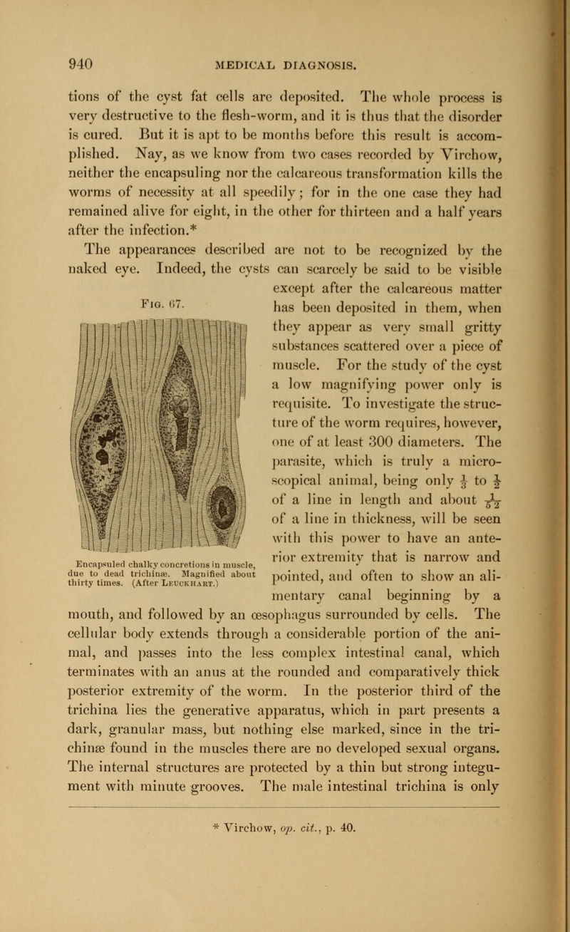 Fig. 67. tions of the cyst fat cells are deposited. The whole process is very destructive to the flesh-worm, and it is thus that the disorder is cured. But it is apt to be months before this result is accom- plished. Nay, as we know from two cases recorded by Virchow, neither the encapsuling nor the calcareous transformation kills the worms of necessity at all speedily; for in the one case they had remained alive for eight, in the other for thirteen and a half years after the infection.* The appearances described are not to be recognized by the naked eye. Indeed, the cysts can scarcely be said to be visible except after the calcareous matter has been deposited in them, when they appear as very small gritty substances scattered over a piece of muscle. For the study of the cyst a low magnifying power only is requisite. To investigate the struc- ture of the worm requires, however, one of at least 300 diameters. The parasite, which is truly a micro- scopical animal, being only J to J of a line in length and about -^ of a line in thickness, will be seen with this power to have an ante- rior extremity that is narrow and pointed, and often to show an ali- mentary canal beginning by a mouth, and followed by an oesophagus surrounded by cells. The cellular body extends through a considerable portion of the ani- mal, and passes into the less complex intestinal canal, which terminates with an anus at the rounded and comparatively thick posterior extremity of the worm. In the posterior third of the trichina lies the generative apparatus, which in part presents a dark, granular mass, but nothing else marked, since in the tri- chinae found in the muscles there are no developed sexual organs. The internal structures are protected by a thin but strong integu- ment with minute grooves. The male intestinal trichina is only Encapsuled chalky concretions in muscle, due to dead trichinae. Magnified about thirty times. (After Leuckhart.) * Virchow, op. cit., p. 40.