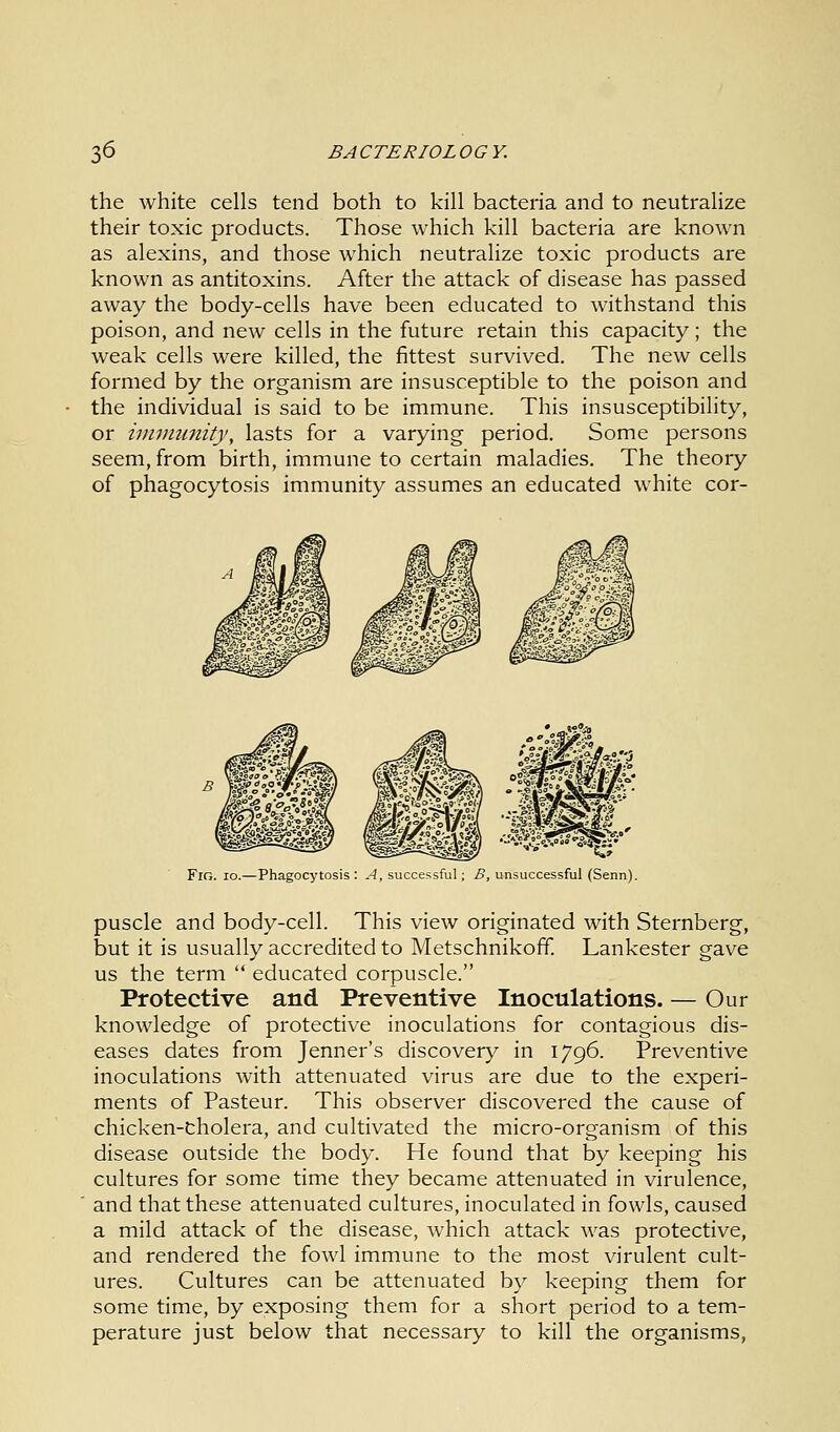 the white cells tend both to kill bacteria and to neutralize their toxic products. Those which kill bacteria are known as alexins, and those which neutralize toxic products are known as antitoxins. After the attack of disease has passed away the body-cells have been educated to withstand this poison, and new cells in the future retain this capacity; the weak cells were killed, the fittest survived. The new cells formed by the organism are insusceptible to the poison and the individual is said to be immune. This insusceptibility, or immunity, lasts for a varying period. Some persons seem, from birth, immune to certain maladies. The theory of phagocytosis immunity assumes an educated white cor- FlG. io.—Phagocytosis: A, successful; B, unsuccessful (Senn). puscle and body-cell. This view originated with Sternberg, but it is usually accredited to Metschnikoff. Lankester gave us the term  educated corpuscle. Protective and Preventive Inoculations. — Our knowledge of protective inoculations for contagious dis- eases dates from Jenner's discovery in 1796. Preventive inoculations with attenuated virus are due to the experi- ments of Pasteur. This observer discovered the cause of chicken-cholera, and cultivated the micro-organism of this disease outside the body. He found that by keeping his cultures for some time they became attenuated in virulence, and that these attenuated cultures, inoculated in fowls, caused a mild attack of the disease, which attack was protective, and rendered the fowl immune to the most virulent cult- ures. Cultures can be attenuated by keeping them for some time, by exposing them for a short period to a tem- perature just below that necessary to kill the organisms,