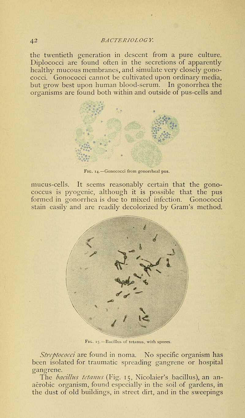 the twentieth generation in descent from a pure culture. Diplococci are found often in the secretions of apparently healthy mucous membranes, and simulate very closely gono- cocci. Gonococci cannot be cultivated upon ordinary media, but grow best upon human blood-serum. In gonorrhea the organisms are found both within and outside of pus-cells and sons • m& Fig. 14.—Gonococci from gonorrheal pus. mucus-cells. It seems reasonably certain that the gono- coccus is pyogenic, although it is possible that the pus formed in gonorrhea is due to mixed infection. Gonococci stain easily and are readily decolorized by Gram's method. Fig. 15.—Bacillus of tetanus, with spores. Streptococci are found in noma. No specific organism has been isolated for traumatic spreading gangrene or hospital gangrene. The bacillus tetanus (Fig. 15, Nicolaier's bacillus), an an- aerobic organism, found especially in the soil of gardens, in the dust of old buildings, in street dirt, and in the sweepings