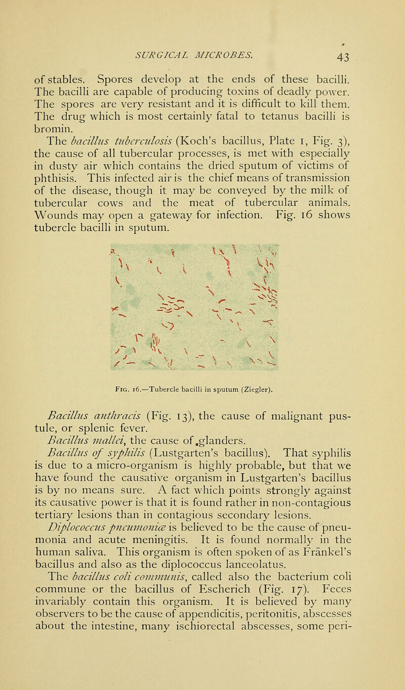 of stables. Spores develop at the ends of these bacilli. The bacilli are capable of producing toxins of deadly power. The spores are very resistant and it is difficult to kill them. The drug which is most certainly fatal to tetanus bacilli is bromin. The bacillus tuberculosis (Koch's bacillus, Plate 1, Fig. 3), the cause of all tubercular processes, is met with especially in dusty air which contains the dried sputum of victims of phthisis. This infected air is the chief means of transmission of the disease, though it may be conveyed by the milk of tubercular cows and the meat of tubercular animals. Wounds may open a gateway for infection. Fig. 16 shows tubercle bacilli in sputum. \ v^:--a r % ^> -<: j / — %» V VS^ Fig. 16.—Tubercle bacilli in sputum (Ziegler). Bacillus anthracis (Fig. 13), the cause of malignant pus- tule, or splenic fever. Bacillus mallei, the cause of .glanders. Bacillus of syphilis (Lustgarten's bacillus). That syphilis is due to a micro-organism is highly probable, but that we have found the causative organism in Lustgarten's bacillus is by no means sure. A fact which points strongly against its causative power is that it is found rather in non-contagious tertiary lesions than in contagious secondary lesions. Diplococcus pneumonice is believed to be the cause of pneu- monia and acute meningitis. It is found normally in the human saliva. This organism is often spoken of as Frankel's bacillus and also as the diplococcus lanceolatus. The bacillus coli communis, called also the bacterium coli commune or the bacillus of Escherich (Fig. 17). Feces invariably contain this organism. It is believed by many observers to be the cause of appendicitis, peritonitis, abscesses about the intestine, many ischiorectal abscesses, some peri-