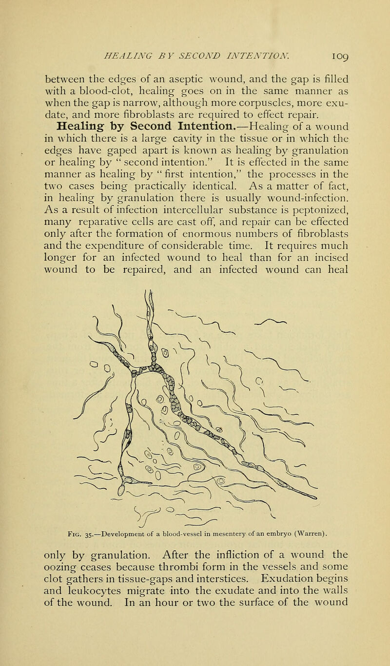 IO9 between the edges of an aseptic wound, and the gap is filled with a blood-clot, healing goes on in the same manner as when the gap is narrow, although more corpuscles, more exu- date, and more fibroblasts are required to effect repair. Healing by Second Intention.—Healing of a wound in which there is a large cavity in the tissue or in which the edges have gaped apart is known as healing by granulation or healing by  second intention. It is effected in the same manner as healing by  first intention, the processes in the two cases being practically identical. As a matter of fact, in healing by granulation there is usually wound-infection. As a result of infection intercellular substance is peptonized, many reparative cells are cast off, and repair can be effected only after the formation of enormous numbers of fibroblasts and the expenditure of considerable time. It requires much longer for an infected wound to heal than for an incised wound to be repaired, and an infected wound can heal Fig. 35.—Development of a blood-vessel in mesentery of an embryo (Warren). only by granulation. After the infliction of a wound the oozing ceases because thrombi form in the vessels and some clot gathers in tissue-gaps and interstices. Exudation begins and leukocytes migrate into the exudate and into the walls of the wound. In an hour or two the surface of the wound