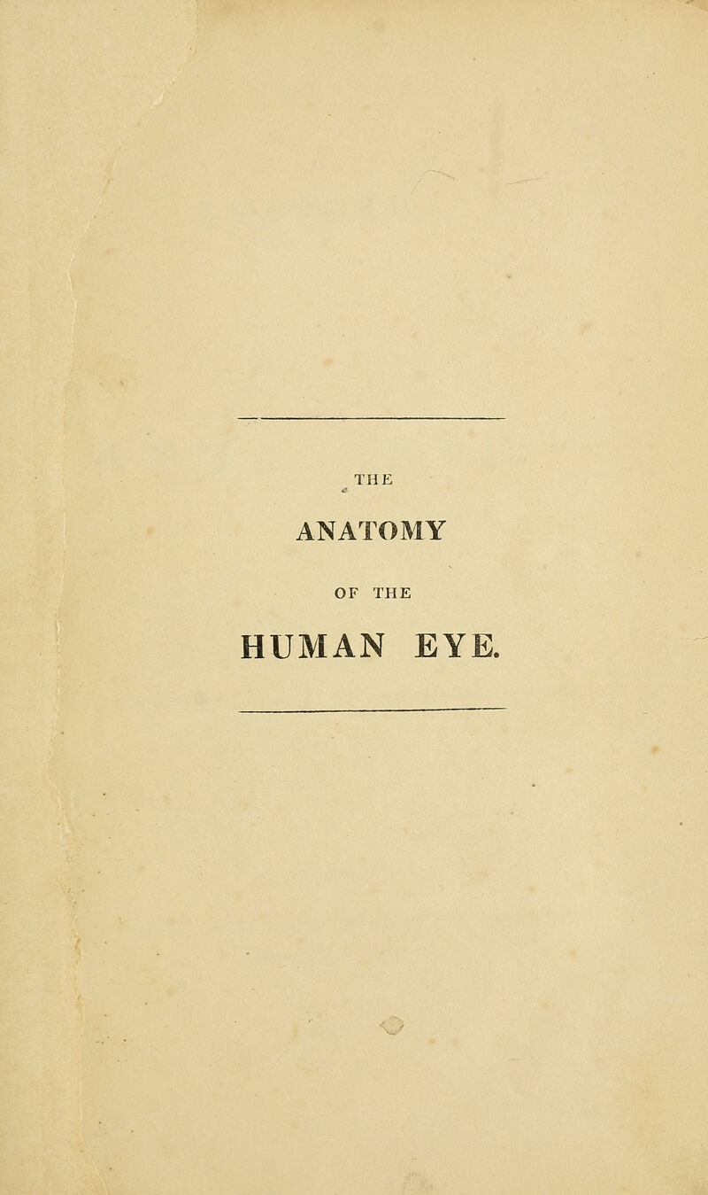 THE ANATOMY OF THE HUMAN EYE.