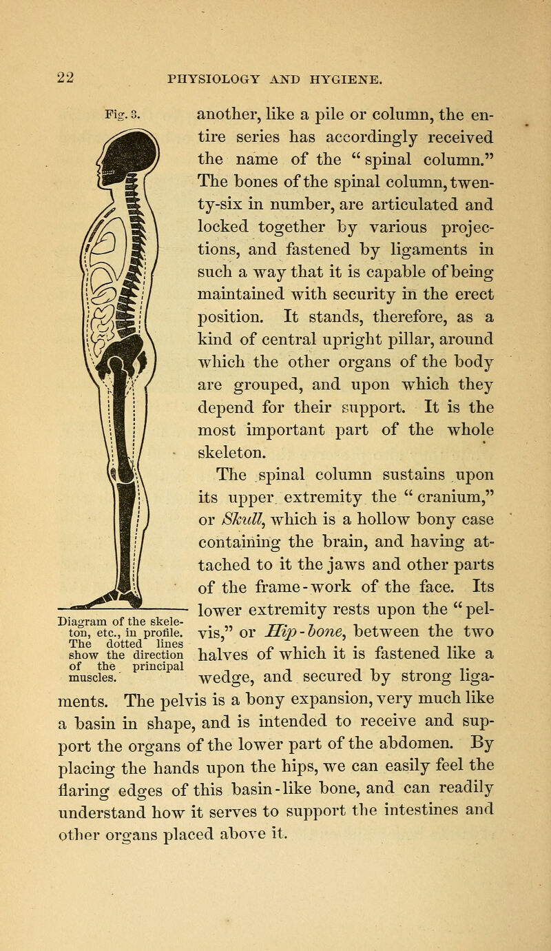 Fig.: another, like a pile or column, the en- tire series has accordingly received the name of the  spinal column. The bones of the spinal column, twen- ty-six in number, are articulated and locked together by various projec- tions, and fastened by ligaments in such a way that it is capable of being maintained with security in the erect position. It stands, therefore, as a 0^f&\ kind of central upright pillar, around JyHM ) which the other organs of the body are grouped, and upon which they depend for their support. It is the most important part of the whole skeleton. The spinal column sustains upon its upper extremity the  cranium, or /Skull, which is a hollow bony case containing the brain, and having at- tached to it the jaws and other parts of the frame - work of the face. Its lower extremity rests upon the  pel- vis, or Hip-bone, between the two halves of which it is fastened like a wedge, and secured by strong liga- ments. The pelvis is a bony expansion, very much like a basin in shape, and is intended to receive and sup- port the organs of the lower part of the abdomen. By placing the hands upon the hips, we can easily feel the flaring edges of this basin-like bone, and can readily understand how it serves to support the intestines and other organs placed above it. Diagram of the skele- ton, etc., iri profile. The dotted lines show the direction of the principal muscles.'