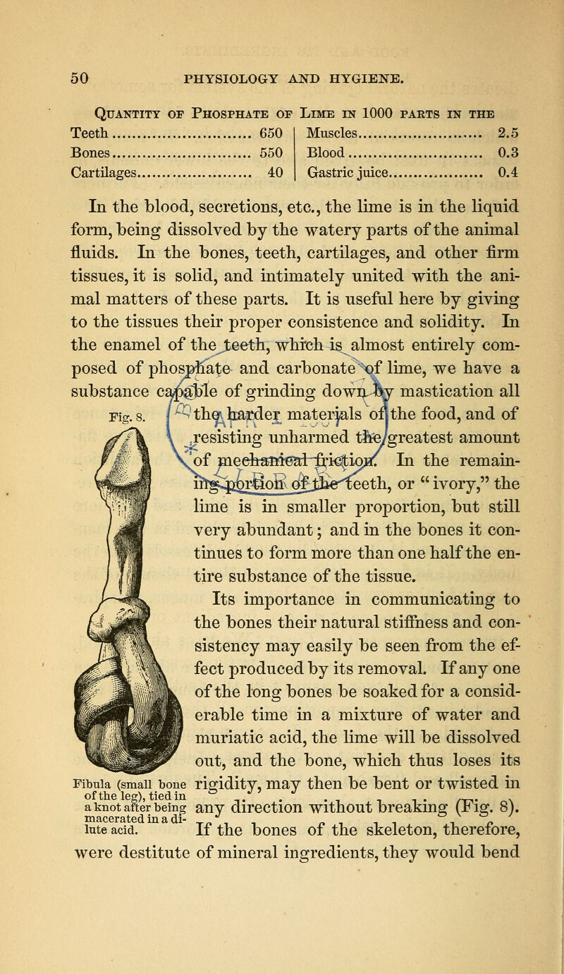 Quantity of Phosphate op Limb in 1000 parts in the Teeth 650 Bones 550 Cartilages 40 Muscles 2.5 Blood 0.3 Gastric juice 0.4 In the blood, secretions, etc., the lime is in the liquid form, being dissolved by the watery parts of the animal fluids. In the bones, teeth, cartilages, and other firm tissues, it is solid, and intimately united with the ani- mal matters of these parts. It is useful here by giving to the tissues their proper consistence and solidity. In the enamel of thej^eeth, which is^almost entirely com- posed of phosphate- and carbonatex'of lime, we have a substance cabbie of grinding downJW mastication all Fig. 8. j^th^raieder materials ofjthe food, and of ^resisting unharmed tfee/greatest amount 'of meeh^ai^ar^icfioBf: In the remain- ;eeth, or  ivory, the lime is in smaller proportion, but still very abundant; and in the bones it con- tinues to form more than one half the en- tire substance of the tissue. Its importance in communicating to the bones their natural stiffness and con- sistency may easily be seen from the ef- fect produced by its removal. If any one of the long bones be soaked for a consid- erable time in a mixture of water and muriatic acid, the lime will be dissolved out, and the bone, which thus loses its Fibula (small bone rigidity, may then be bent or twisted in of the leg), tied in & ,/ . .... , ... /x_. N a knot after being any direction without breaking (tig. 8). macerated in a d£ ,.„ , _ »,«>-,, , % lute acid. If the bones of the skeleton, therefore, were destitute of mineral ingredients, they would bend