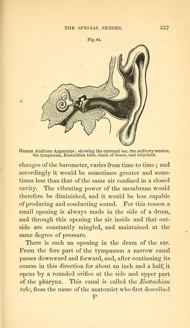 Fig. 64. Human Auditory Apparatus; showing the external ear, the auditory meatus, the tympanum, Eustachian tube, chain of bones, and labyrinth. changes of the barometer, varies from time to time ; and accordingly it would be sometimes greater and some- times less than that of the same air confined in a closed cavity. The vibrating power of the membrane would therefore be diminished, and it would be less capable of producing and conducting sound. For this reason a small opening is always made in the side of a drum, and through this opening the air inside and that out- side are constantly mingled, and maintained at the same degree of pressure. There is such an opening in the drum of the ear. From the fore part of the tympanum a narrow canal passes downward and forward, and, after continuing its course in this direction for about an inch and a half, it opens by a rounded orifice at the side and upper part of the pharynx. This canal is called the Eustachian tube, from the name of the anatomist who first described