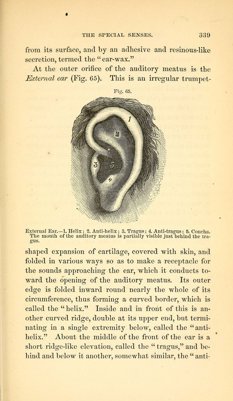 from its surface, and by an adhesive and resinous-like secretion, termed the  ear-wax. At the outer orifice of the auditory meatus is the External ear (Fig. 65). This is an irregular trumpet- Fig. G5. External Ear.—1. Helix; 2. Anti-helix; 3. Tragus; 4. Anti-tragus; 5. Concha, The mouth of the auditory meatus is partially visible just behind the tra- gus. shaped expansion of cartilage, covered with skin, and folded in various ways so as to make a receptacle for the sounds approaching the ear, which it conducts to- ward the opening of the auditory meatus. Its outer edge is folded inward round nearly the whole of its circumference, thus forming a curved border, which is called the  helix. Inside and in front of this is an- other curved ridge, double at its upper end, but termi- nating in a single extremity below, called the anti- helix. About the middle of the front of the ear is a short ridge-like elevation, called the  tragus, and be- hind and below it another, somewhat similar, the  anti-