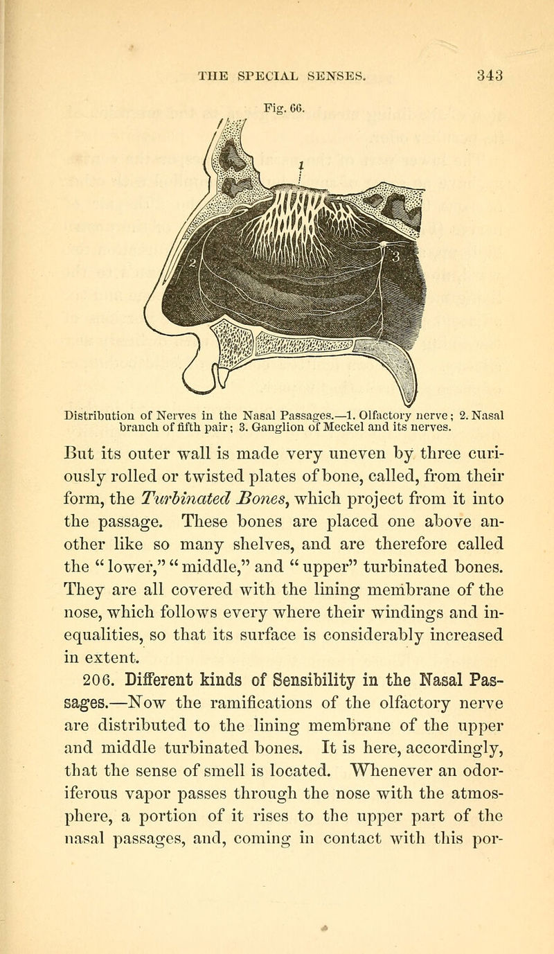 Fig. 66. Distribution of Nerves in the Nasal Passages.—1. Olfactory nerve; 2. Nasal branch of fifth pair; 3. Ganglion of Meckel and its nerves. But its outer wall is made very uneven by three curi- ously rolled or twisted plates of bone, called, from their form, the Turbinated Bones, which project from it into the passage. These bones are placed one above an- other like so many shelves, and are therefore called the  lower,  middle, and  upper turbinated bones. They are all covered with the lining membrane of the nose, which follows every where their windings and in- equalities, so that its surface is considerably increased in extent. 206. Different kinds of Sensibility in the Nasal Pas- sages.—Now the ramifications of the olfactory nerve are distributed to the lining membrane of the upper and middle turbinated bones. It is here, accordingly, that the sense of smell is located. Whenever an odor- iferous vapor passes through the nose with the atmos- phere, a portion of it rises to the upper part of the nasal passages, and, coming in contact with this por-
