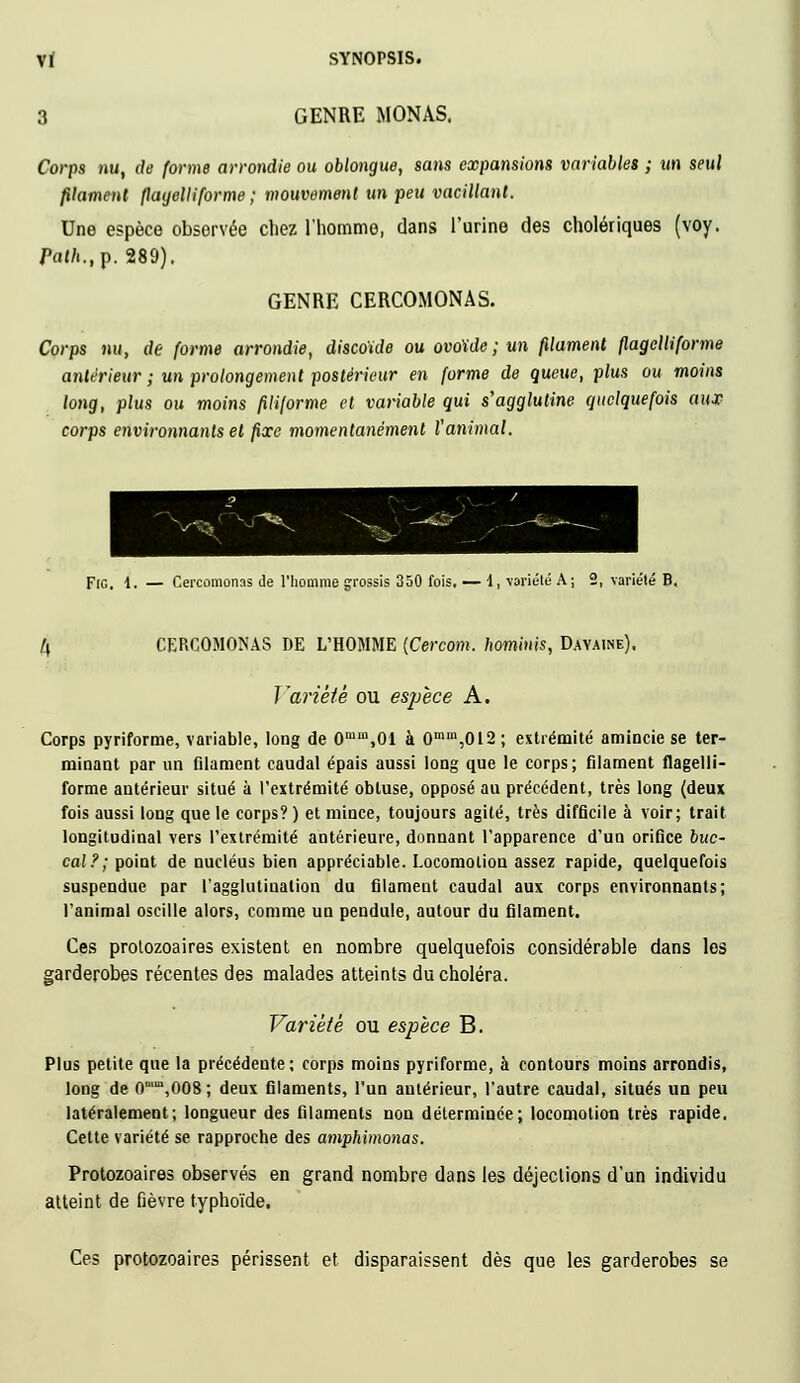 3 GENRE MONAS. Corps nu, de forme arrondie ou oblongue, sans expansions variables ; un seul filament flatjelliforme ; mouvement un peu vacillant. Une espèce observée chez l'homme, dans l'urine des cholériques (voy. PWft.,p. 289). GENRE CERCOMONAS. Corps nu, de forme arrondie, discoïde ou ovoïde ; un filament flagelliforme antérieur ; un prolongement postérieur en forme de queue, plus ou moins long, plus ou moins filiforme et variable qui s'agglutine quelquefois aWD corps environnants et fixe momentanément l'animal. Fig. 1. — Cercomonas de l'homme grossis 350 fois. — i, variété A; 2, variété B. /4 CERCOMONAS DE L'HOMME {Cercom, hominis, Davaine). Variété ou espèce A. Corps pyriforme, variable, long de 0min,01 à 0mm,012 ; extrémité amincie se ter- minant par un filament caudal épais aussi long que le corps; filament flagelli- forme antérieur situé à l'extrémité obtuse, opposé au précédent, très long (deux fois aussi long que le corps? ) et mince, toujours agité, très difficile à voir; trait longitudinal vers l'extrémité antérieure, donnant l'apparence d'un orifice buc- cal?; point de nucléus bien appréciable. Locomotion assez rapide, quelquefois suspendue par ragglutiualion du filament caudal aux corps environnants; l'animal oscille alors, comme un pendule, autour du filament. Ces prolozoaires existent en nombre quelquefois considérable dans les garderobes récentes des malades atteints du choléra. Variété ou espèce B. Plus petite que la précédente ; corps moins pyriforme, à contours moins arrondis, long de 0mm,008; deux filaments, l'un antérieur, l'autre caudal, situés un peu latéralement; longueur des filaments non déterminée; locomotion très rapide. Cette variété se rapproche des amphimonas. Protozoaires observés en grand nombre dans les déjections d'un individu atteint de fièvre typhoïde. Ces protozoaires périssent et disparaissent dès que les garderobes se