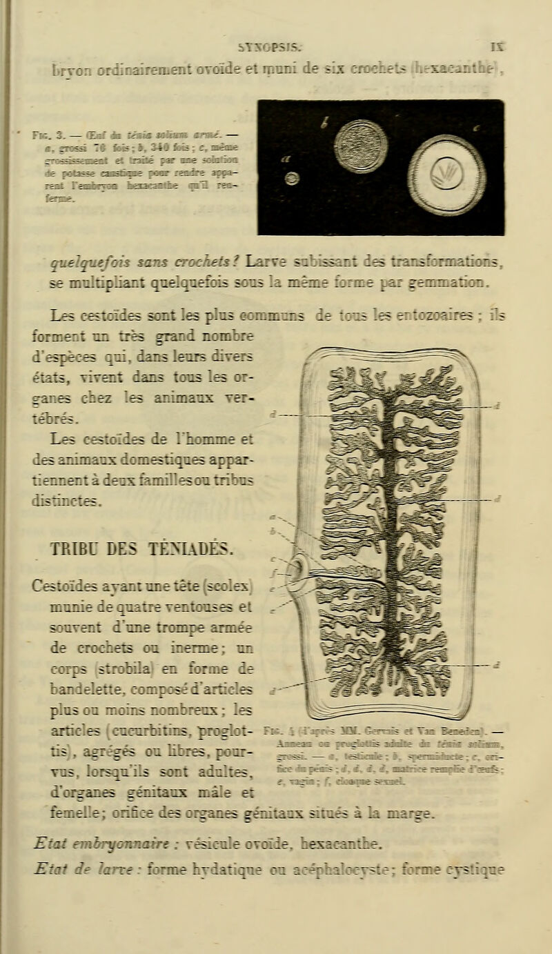 Lrvon ordinairement ovoïde et muni de sLx :. : :. - - \ - Fie. %. — (loi im téfûm wfcw *n «, grossi 7* foi?; », 340 fois ; c, .- ; -.--:. i.i z ■--■-. --■■■: - :- :.--•■.- :- 7: ._ :r> quelquefois sans crochets? Larve Bat sauf les ::ansformations, se multipliant quelquefois sous la même forme par gemmation. Les cestoïdes sont les plus oommtms de tous les entoaoaires forment un très grand nombre d'espèces qui, dans leurs divers états, vivent dans tous les or- ganes chez les animaux ver- tébrés. Les cestoïdes de l'homme et des animaux domestiques appar- tiennent à deux familles ou tribus rfetmetea TRIBU DES TEMADES. CSesfcndes ayant une tê:e s::.ex munie de quatre ventouses et souvent d'une trompe année de crochète ou inenne; un corps strobilai en forme de bandelette, composé d'articles plus ou moins nombreux ; les articles (cucurbitins, proglot- tk agrégés ou libres, pour- vus, lorsqu'ils sont adultes, d'organes génitaux mâle et femelle; orifice des organes génita-x âtués à la marge. Etat embryonnaire ; vésicule ovoïde, hexacar.i'-r. Etat de larce : forme hydatique ou acéphalocvste ; hne :; - îqae •:1 : : •=-- Jli 7.il 1 : : \ ~ ■:•?.. — ^-5 - -.- : : ~~ -- -: ; - :: ■ -Ki■■ - —î : -  ' . : - . ^ . .