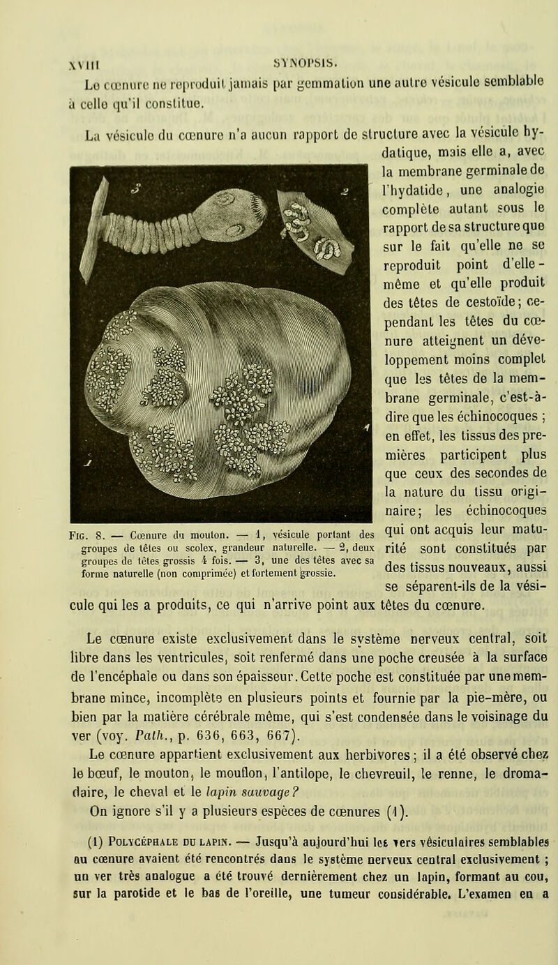 Lo cœnure ne reproduit jamais par gemmation une autre vésicule semblable a celle qu'il constitue. La vésicule du cœnure n'a aucun rapport de structure avec la vésicule hy- datique, mais elle a, avec la membrane germinalede l'hydalide, une analogie complète autant sous le rapport de sa structure que sur le fait qu'elle ne se reproduit point d'elle- même et qu'elle produit des têtes de cestoïde ; ce- pendant les têtes du cœ- nure atteignent un déve- loppement moins complet que les tètes de la mem- brane germinale, c'est-à- dire que les échinocoques ; en effet, les tissus des pre- mières participent plus que ceux des secondes de la nature du tissu origi- naire; les échinocoques Fig. S. - Cœnure du moulon. - 1, vésicule portant des W1 ont accIuis leur matU- groupes de lêtes ou scolex, grandeur naturelle. — 2, deux rite SOnt Constitués par groupes de têtes grossis 4 fois. — 3, une des tètes avec sa , . nnnvpanx o,,™; forme naturelle (non comprimée) et fortement grossie. aes ussus nouveaux, dUSSl se séparent-ils de la vési- cule qui les a produits, ce qui n'arrive point aux têtes du cœnure. Le cœnure existe exclusivement dans le système nerveux central, soit libre dans les ventricules, soit renfermé dans une poche creusée à la surface de l'encéphale ou dans son épaisseur. Celte poche est constituée par une mem- brane mince, incomplète en plusieurs points et fournie par la pie-mère, ou bien par la matière cérébrale même, qui s'est condensée dans le voisinage du ver (voy. Palh., p. 636, 663, 667). Le cœnure appartient exclusivement aux herbivores ; il a été observé chez le bœuf, le mouton, le mouflon, l'antilope, le chevreuil, le renne, le droma- daire, le cheval et le lapin sauvage? On ignore s'il y a plusieurs espèces de cœnures (1 ). (1) Polycéphale nu lapin. — Jusqu'à aujourd'hui Ici lers vêsiculaires semblables au cœnure avaient été rencontrés dans le système nerveux central exclusivement ; un ver très analogue a été trouvé dernièrement chez un lapin, formant au cou, sur la parotide et le bas de l'oreille, une tumeur considérable. L'examen eu a