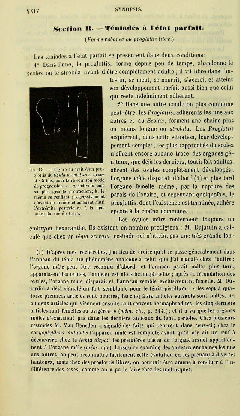 \MV Section il. — Ténladés à l*ë<ut parfait. [Foniie rubanvc ou progloUis libre.) Les téniadés à l'état parfait se présentent dans deux conditions: I Dans l'une, le proglottis, formé depuis peu de temps, abandonne le scolex ou le slrobila avant d'être complètement adulte ; il vit libre dans l'in- testin, se meut, se nourrit, s'accroît et atteint son développement parfait aussi bien que celui qui reste indéfiniment adhérent. 2° Dans une autre condition plus commune peut-être, les Proglottis, adhérents les uns aux autres et au Scolex, forment une chaîne plus ou moins longue ou slrobila. Les Proglottis acquièrent, dans celte situation, leur dévelop- pement complet; les plus rapprochés du scolex n'offrent encore aucune trace des organes gé- nitaux, que déjà les derniers, loutà fait adultes, Fjg. 13.—Figure au irait d'un pro- 0ffrent des ovules complètement développés; glotiis du tœnia proglottina, gros- si 15 fois, pour faire voir son mode de progression. — a, individu dans sa plus grande proliaction; 6, le même se renflant progressivement d'avant en arrière et amenant ainsi l'extrémité postérieure, à la ma- nière du ver de terre. l'organe mâle disparaît d'abord (1 ) et plus tard l'organe femelle même, par la rupture des parois de l'ovaire, et cependant quelquefois, le proglottis, dont l'existence est terminée, adhère encore à la chaîne commune. Les ovules mûrs renferment toujours un embryon hexacanthe, Ils existent en nombre prodigieux : M, Dujardin a cal- culé que chez un ténia serrata, cesloïde qui n'atteint pas une très grande lon- (1) D'après mes recherches, j'ai lieu de croire qu'il se passe généralement dans l'anneau du ténia un phénomène analogue à celui que j'ai signalé chez l'huître : l'organe mâle peut être reconnu d'abord, et l'anneau paraît maie; plus tard, apparaissent les ovules, l'auneau est alors hermaphrodite; après la fécondation des ovules, l'organe mule disparaît et l'anneau semble exclusivement femelle. M Du- jardin a déjà signalé un fait semblable pour le ténia pistillum : « les sept à qua- torze premiers articles sont neutres, les cinq à six articles suivants sont maies, an ou deux articles qui viennent ensuite sont souvent hermaphrodites, les cinq derniers articles sont femelles ou ovigères » (mém. cit., p. 3i-i.); et il a vu que les organes mules n'existaient pas dans les derniers amicaux du ténia perfolié. Chez plusieurs cestoïdes M. Van Beneden a signalé des faits qui rentrent dans ceux-ci; chez le coryophylleus mutabilis l'appareil mâle est complété avant qu'il n'y ait un œuf à découvrir; chez le tœnia dispar les premières traces de l'organe sexuel appartien- nent à l'organe mâle (mém. cité). Lorsqu'on examine des anneaux enchaînés les uns aux autres, on peut reconnaître facilement cette évolution en les prenant à diverses hauteurs, mais chez des proglottis libres, on pourrait être amené à conclure à l'in- différence des sexes, comme on a pu le faire chez des mollusques.