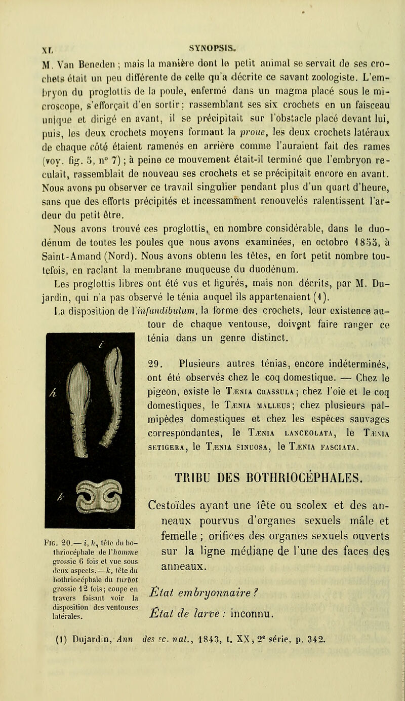 M. Van Beneden ; mais la manière dont lo petit animal se servait de ses cro- chets était un peu différente de celte qu'a décrite ce savant zoologiste. L'em- bryon du proglottis de la poule, enfermé dans un magma placé sous le mi- croscopo, s'efforçait d'en sortir: rassemblant ses six crochets en un faisceau unique et dirigé en avant, il se précipitait sur l'obstacle placé devant lui, puis, les deux crochets moyens formant la proue, les deux crochets latéraux de chaque côté étaient ramenés en arrière comme l'auraient fait des rames (?oy. fig. 5, n° 7) ; à peine ce mouvement était-il terminé que l'embryon re- culait, rassemblait de nouveau ses crochets et se précipitait encore en avant. Nous avons pu observer ce travail singulier pendant plus d'un quart d'heure, sans que des efforts précipités et incessamment renouvelés ralentissent l'ar- deur du petit ôtre. Nous avons trouvé ces proglottis, en nombre considérable, dans le duo- dénum de toutes les poules que nous avons examinées, en octobre IS^a, à Saint-Amand (Nord). Nous avons obtenu les têtes, en fort petit nombre tou- tefois, en raclant la membrane muqueuse du duodénum. Les proglottis libres ont été vus et ligures, mais non décrits, par M. Du- jardin, qui n'a pas observé le ténia auquel ils appartenaient (4). La disposition de Yinfandibulum, la forme des crochets, leur existence au- tour de chaque ventouse, doivent faire ranger ce ténia dans un genre distinct. 29. Plusieurs autres ténias, encore indéterminés, ont été observés chez le coq domestique. — Chez le pigeon, existe le T.enia crassula; chez l'oie et le coq domestiques, le Taenia malleus; chez plusieurs pal- mipèdes domestiques et chez les espèces sauvages correspondantes, le Taenia lanceolata, le T.*:su SKTIGERA, le T.ENIA SINUOSA, le T.ENIA FASCIATA. TRIBU DES BOTHRIOCEPHALES. Cestoïdes ayant une tête ou scolex et des an- neaux pourvus d'organes sexuels mâle et femelle ; orifices des organes sexuels ouverts sur la ligne médiane de l'une des faces des anneaux. Etal embryonnaire? État de larve : inconnu. Fig. 20.— i, 7i, Iclc du bo- thriocéphale de Ylwmme grossie G fois et vue sous doux aspects. — fc, tête du liolhrioccphale du turbot grossie 12 fois; coupe en travers faisant voir la disposition des ventouses latérales. (I) Dujardin, Ann des se. nat., 1843, t. XX, 2e série, p. 342.