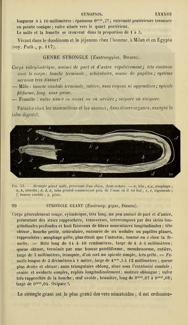 longueur 8 à 10 millimètres ; épaisseur 0n,27 ; extrémité postérieure terminée en pointe conique ; vulve située vers le quart postérieur. Le mâle et la femelle se trouvent dans la proportion de I à 3. Vivant dans le duodénum et le jéjunum chez l'homme, à Milan et en Égyple (voy. Path., p. 117). GENRE STRONGLE (Euslrongylus, Diesing). Corps subeyiindriquc, aminci de part et d'autre régulièrement ; léle continue avec le corps; bouche terminale, orbiculaire, munie de papilles ; système nerveux très distinct? — Mâle: bourse caudale terminale, entière, sans rayons ni appendices; spiculc filiforme, long, sans gaine. — Femelle : vulve siluèe en avant ou en arrière ; ovipare ou vivipare. Parasite chez les mammifères et les oiseaux, dans divers organes, excepté le tube digestif. FlG. 53. — Strongle géant mâle, provenant d'un cliien, demi-nature. — a, têle; a,a, œsophage ; a, b, inteslin ; d, d, d, tube génital commençant près de l'anus où il est fixé ; e, e, téguments ; f, bourse caudale ; g, pénis. 99 STRONGLE GÉANT {Eustrong. gigas, Diesing). Corps généralement rouge, cylindrique, très long, un peu aminci départ et d'autre, présentant des stries rapprochées, transverses, interrompues par des stries lon- gitudinales profondes et huit faisceaux de fibres musculaires longitudinales ; tète obtuse, bouche petite, orbiculaire, entourée de six nodules ou papilles planes, rapprochées; œsophage grêle, plus étroit que l'intestin, tourné en s chez la fe- melle. = Mâle long de 14 à 40 centimètres, large de 4 à 6 millimètres; queue obtuse, terminée par une bourse patelliforme, membraneuse, entière, large de 3 millimètres, tronquée, d'où sort un spicule simple, très grêle. = Fe- melle longue de 2 décimètres à 1 mètre, large de 4,5 à 12 millimètres ; queue plus droite et obtuse; anus triangulaire oblong, situé sous l'extrémité caudale ; ovaire et oviducte simples, repliés longitudinalement; matrice oblongue-, vulve très rapprochée de la bouche ; œuf ovoïde, brunâtre, long de 0mm,07 à 0ram,08; large de 0ram,04. Ovipare?, Le strongle géant est le plus grand des vers nématoïdes ; il est ordinaire*