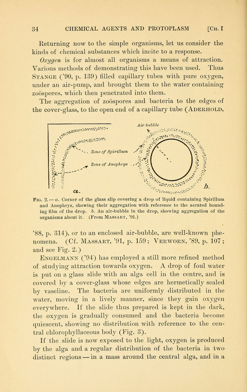 Returning now to the simple organisms, let ns consider the kinds of chemical substances which incite to a response. Oxygen is for almost all organisms a means of attraction. Various methods of demonstrating this have been used. Thus Stange ('90, p. 139) filled capillary tubes with pure oxygen, under an air-pump, and brought them to the water containing zoospores, which then penetrated into them. The aggregation of zoospores and bacteria to the edges of the cover-glass, to the open end of a capillary tube (Aderhold, Air bubble ;;.•  ^ . Zone of Spirillum, y .-v ;• '-^ lone of Anophrys . . '^A * CC. '•'v.-:v::,,:,.;.,.::P>^ Fig. 2. — a. Corner of the glass slip covering a drop of liquid containing Spirillum and Anophrys, showing their aggregation with reference to the aerated hound- ing film of the drop. h. An air-bubble in the drop, showing aggregation of the organisms about it. (From Massart, '91.) '88, p. 314), or to an enclosed air-bubble, are well-known phe- nomena. (Cf. Massart, '91, p. 159; Verworn, '89, p. 107; and see Fig. 2.) EiSTGELMANN ('94) has employed a still more refined method of studying attraction towards oxygen. A drop of foul water is put on a glass slide with an alga cell in the centre, and is covered by a cover-glass whose edges are hermetically sealed by vaseline. The bacteria are uniformly distributed in the water, moving in a lively manner, since they gain oxygen everywhere. If the slide thus prepared is kept in the dark, the oxygen is gradually consumed and the bacteria become quiescent, showing no distribution with reference to the cen- tral chlorophyllaceous body (Fig. 3). If the slide is now exposed to the light, oxygen is produced by the alga and a regular distribution of the bacteria in two distinct regions — in a mass around the central alga, and in a