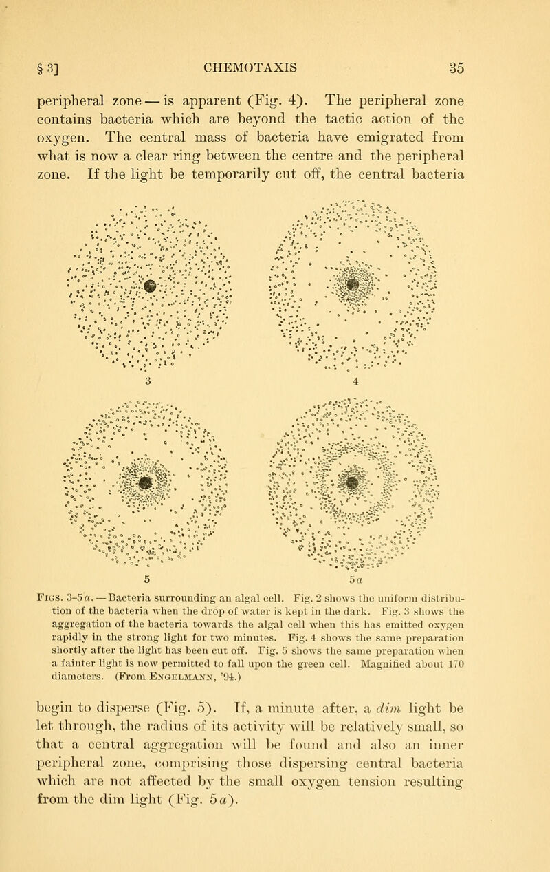 peripheral zone — is apparent (Fig. 4). The peripheral zone contains bacteria which are beyond the tactic action of the oxygen. The central mass of bacteria have emigrated from what is now a clear ring between the centre and the peripheral zone. If the light be temporarily cut off, the central bacteria :ji^*; O * 0 ft • * *  • *  . 3 y • , ■' •'! . •* o 7 *• ' -o'' : .'.. =•.*';'•*! •Jf..:'' «••;•-• s . .•■5:. •1>^;. 5 5a Figs. 3-5a. — Bacteria surrounding an algal cell. Fig. 2 shows the uniform distribu- tion of the bacteria when the drop of water is kept in the dark. Fig. 3 shows the aggregation of the bacteria towards the algal cell when this has emitted oxygen rapidly in the strong light for two minutes. Fig. 4 shows the same preparation shortly after the light has been cut off. Fig. 5 shows the same preparation when a fainter light is now permitted to fall upon the green cell. Magnified about 170 diameters. (From Engelmann, '94.) begin to disperse (Fig. 5). If, a minute after, a dim light be let through, the radius of its activity will be relatively small, so that a central aggregation will be found and also an inner peripheral zone, comprising those dispersing central bacteria which are not aifected by the small oxygen tension resulting from the dim light (Fig. 5a).