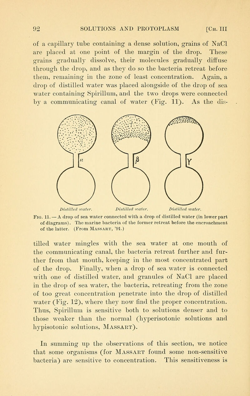 of a capillary tube containing a dense solution, grains of NaCl are placed at one point of the margin of the drop. These grains gradually dissolve, their molecules gradually diffuse through the drop, and as they do so the bacteria retreat before them, remaining in the zone of least concentration. Again, a drop of distilled water Avas placed alongside of the drop of sea water containing Spirillum, and the two drops were connected by a communicating canal of water (Fig. 11). As the dis- Distilled iKater. Distilled water. Distilled water. Fig. 11. — A drop of sea water connected with a drop of distilled water (in lower part of diagrams). The marine bacteria of the former retreat before the encroachment of the latter. (From Massart, '91.) tilled water mingles with the sea water at one mouth of the communicating canal, the bacteria retreat further and fur- ther from that mouth, keeping in the most concentrated part of the drop. Finally, when a drop of sea water is connected with one of distilled water, and granules of NaCl are placed in the drop of sea water, the bacteria, retreating from the zone of too great concentration penetrate into the drop of distilled water (Fig. 12), where they now find the proper concentration. Thus, Spirillum is sensitive both to solutions denser and to those weaker than the normal (hyperisotonic solutions and hypisotonic solutions, Massart). In summing up the observations of this section, we notice that some organisms (for Massart found some non-sensitive bacteria) are sensitive to concentration. This sensitiveness is