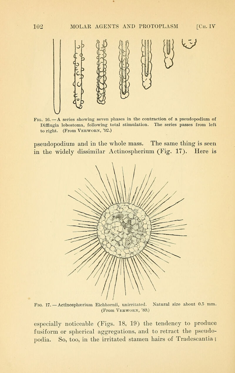 u < o 1^ ^ Fig. 16.—A series showing seven phases in the contraction of a pseudopodium of Diiflugia lobostoma, following total stimulation. The series passes from left to right. (From Verworn, '92.) pseudopodium and in the whole mass. The same thing is seen in the widely dissimilar Actinospherium (Fig. 17). Here is Fig. 17. — Actinosphserium Eichhornii, unirritated. Natural size about 0.5 mm. (From Verwokn, '89.) especially noticeable (Figs. 18, 19) the tendency to produce fusiform or spherical aggregations, and to retract the pseudo- podia. So, too, in the irritated stamen hairs of Tradescantia;