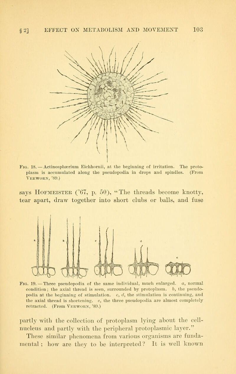 Fig. 18. — Actinosphserium Eichlioriiii, at the beginning of irritation. The proto- plasm is accumulated along the pseudopodia in drops and spindles. (From Verwobn, '89.) says HoFMEiSTER ('67, p. 50), The threads become knotty, tear apart, draw together into short clubs or balls, and fuse Fig. 19.—Three pseudopodia of the same individual, much enlarged, a, normal condition; the axial thread is seen, surrounded by protoplasm. 6, the pseudo- podia at the beginning of stimulation, c, d, the stimulation is continuing, and the axial thread is shortening, e, the three pseudopodia are almost completely retracted. (From Verwoun, '89.) partly with the collection of protoplasm lying about the cell- nucleus and partly with the peripheral protoplasmic layer. These similar phenomena from various organisms are funda- mental ; how are they to be interpreted? It is Avell known