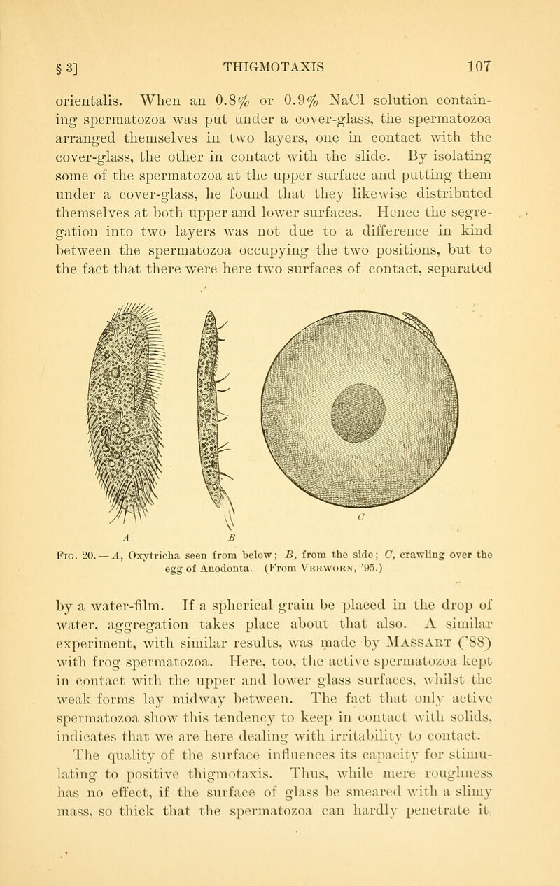 §3] orientalis. When an 0.8% or 0.9% NaCl solution contain- ing spermatozoa was put under a cover-glass, the spermatozoa arranged themselves in two layers, one in contact with the cover-glass, the other in contact with the slide. By isolating some of the spermatozoa at the upper surface and putting them under a cover-glass, he found that they likewise distributed themselves at both upper and lower surfaces. Hence the segre- gation into two layers was not due to a difference in kind between the spermatozoa occupying the two positions, but to the fact that there were here two surfaces of contact, separated Fig. 20. — A, Oxytricha seen from below; B, from the side; C, crawling over the egg of Anodonta. (From Verworn, '95.) by a water-film. If a spherical grain be placed in the drop of water, aggregation takes place about that also. A similar experiment, with similar results, was made by ]Massaiit (88) with frog spermatozoa. Here, too, the active spermatozoa kept in contact with the upper and lower glass surfaces, whilst the weak forms lay midway between. The fact that only active spermatozoa show this tendency to keep in contact Avith solids, indicates that we are here dealing with irritability to contact. The quality of tlie surface influences its capacity for stimu- lating to positive thigmotaxis. Thus, while mere roughness has no effect, if the surface of glass be smeared with a slimy mass, so thick that the spermatozoa can hardly penetrate it,