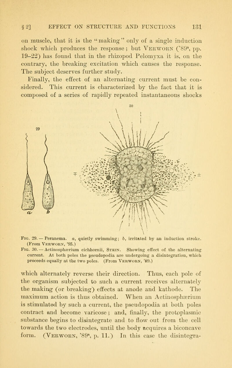 on muscle, that it is the  making  only of a single induction shock which produces the response; but Verwoen ('89% pp. 19-22) has found that in the rhizopod Pelomyxa it is, on the contrary, the breaking excitation which causes the response. The subject deserves further study. Finally, the effect of an alternating current must be con- sidered. This current is characterized by the fact that it is composed of a series of rapidly repeated instantaneous shocks T .. .;-■'.. ± irritated by an induction stroke. Fig. 29. — Peranema. a, quietly swimming; (From Verworn, '95.) Fig. 30. — ActinosphiErium eiclihornii, Stein. current. At both poles the pseudopodia are undergoing a disintegration, which proceeds equally at the two poles. (From Verworn, '89.) Showing effect of the alternating which alternately reverse their direction. Thus, each pole of the organism subjected to such a current receives alternatelj^ the making (or breaking) eifects at anode and kathode. The maximum action is thus obtained. When an Aetinosphcerium is stimulated by such a current, the pseudopodia at both poles contract and become varicose ; and, finally, the protoplasmic substance begins to disintegrate and to flow out from the cell towards the two electrodes, until the body acquires a biconcave form. (Verworn, '89% p. 11.) In this case the disintegra-