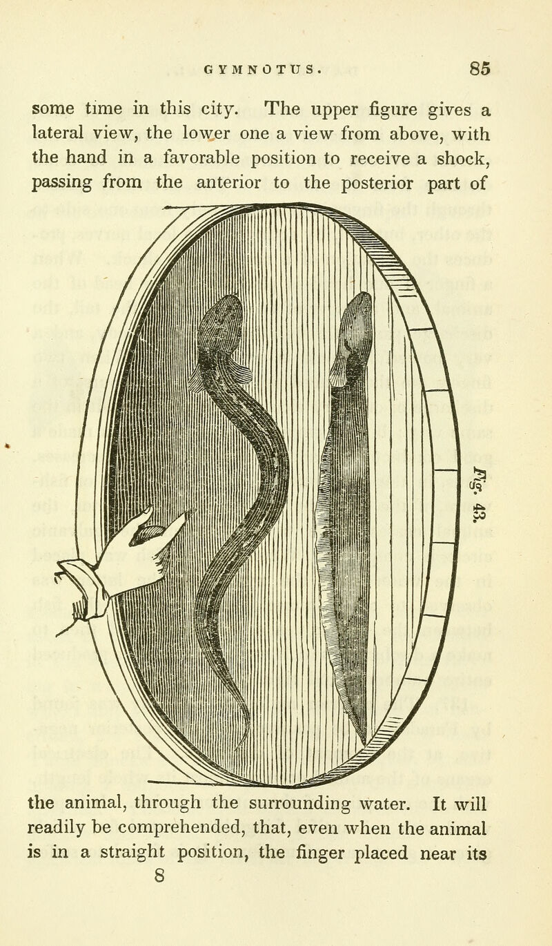 some time in this city. The upper figure gives a lateral view, the low^er one a view from above, with the hand in a favorable position to receive a shock, passing from the anterior to the posterior part of the animal, through the surrounding water. It will readily be comprehended, that, even when the animal is in a straight position, the finger placed near its 8