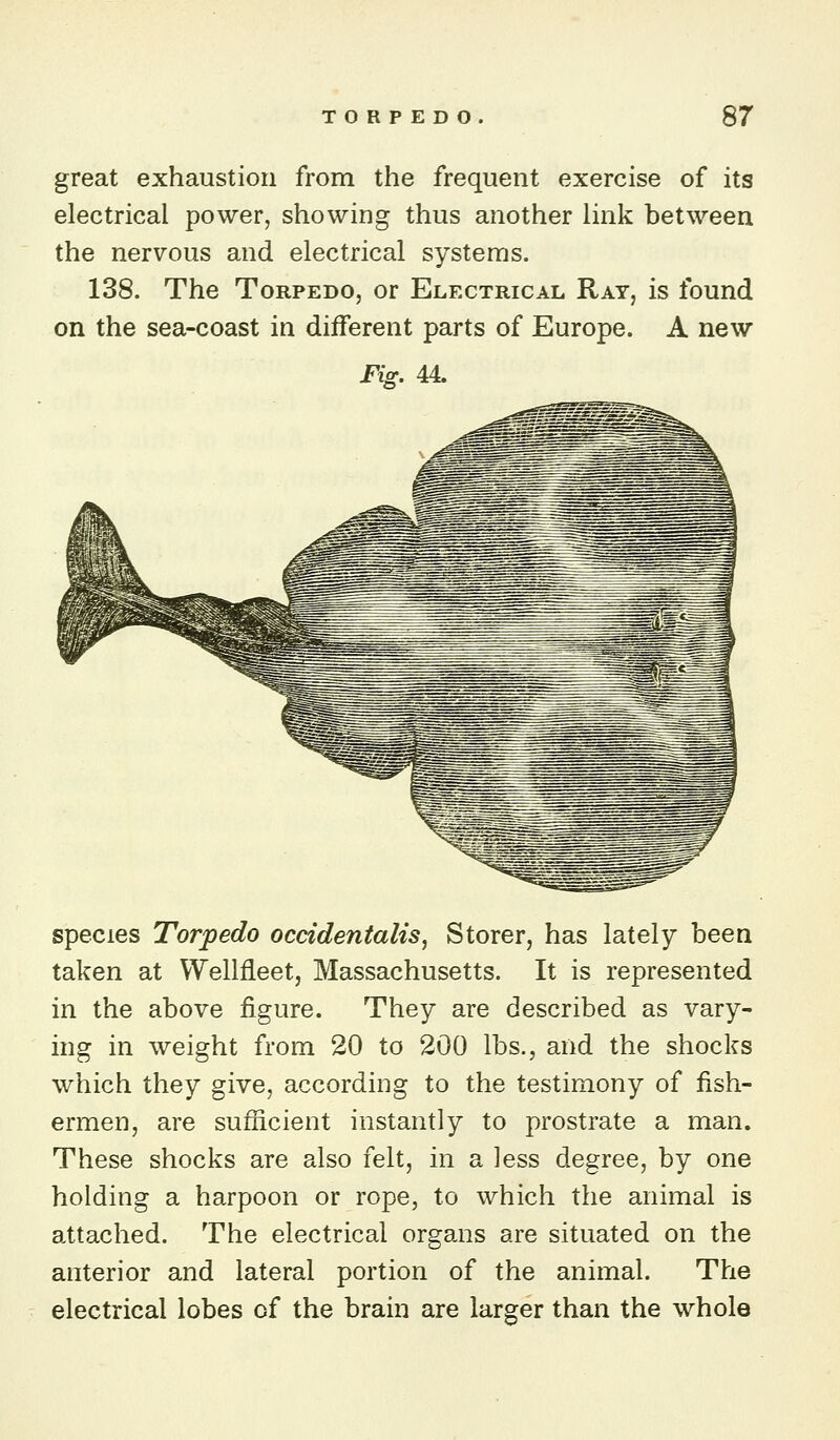 great exhaustion from the frequent exercise of its electrical power, showing thus another hnk between the nervous and electrical systems. 138. The Torpedo, or Electrical Rat, is found on the sea-coast in different parts of Europe. A new Fig. 44. species Torpedo occidentalism Storer, has lately been taken at Wellfleet, Massachusetts. It is represented in the above figure. They are described as vary- ing in weight from 20 to 200 lbs., and the shocks which they give, according to the testimony of fish- ermen, are sufficient instantly to prostrate a man. These shocks are also felt, in a less degree, by one holding a harpoon or rope, to which the animal is attached. The electrical organs are situated on the anterior and lateral portion of the animal. The electrical lobes of the brain are larger than the whole