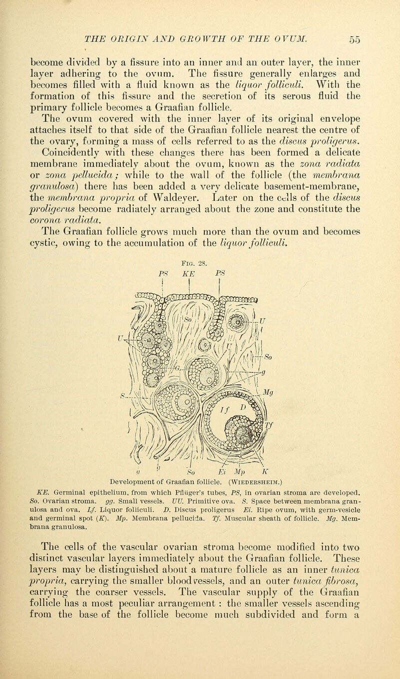 become divided by a fissure into an inner and an outer layer, the inner layer adhering to the ovum. The fissure generally enlarges and becomes filled with a fluid known as the liquor folliculi. With the formation of this fissure and the secretion of its serous fluid the primary follicle becomes a Graafian follicle. The ovum covered with the inner layer of its original envelope attaches itself to that side of the Graafian follicle nearest the centre of the ovary, forming a mass of cells referred to as the discus proligerus. Coincidently with these changes there has been formed a delicate membrane immediately about the ovum, known as the zona radiata or zona pellucida; while to the wall of the follicle (the membrana granulosa) there has been added a very delicate basement-membrane, the membrana propria of Waldeyer. Later on the cdls of the discus proligerus become radiately arranged about the zone and constitute the corona radiata. The Graafian follicle grows much more than the ovum and becomes cystic, owing to the accumulation of the liquor folliculi. (I So Ei Mp K Development of Graafian follicle. (Wiedersheim.) KE. Germinal epithelium, from which Pflliger's tubes, PS, in ovarian stroma are developed. So. Ovarian stroma, gg. Small vessels. UU. Primitive ova. S. Space between membrana gran- ulosa and ova. Lf. Liquor folliculi. D. Discus proligerus Ei. Ripe ovum, with germ-vesicle and germinal spot (K). Mp. Memhrana pellucida. Tf. Muscular sheath of follicle. Mg. Mem- brana granulosa. The cells of the vascular ovarian stroma become modified into two disrinct vascular layers immediately about the Graafian follicle. These layers may be distinguished about a mature follicle as an inner tunica propria, carrying the smaller bloodvessels, and an outer tunica fibrosa, carrying the coarser vessels. The vascular supply of the Graafian follicle has a most peculiar arrangement : the smaller vessels ascending from the base of the follicle become much subdivided and form a