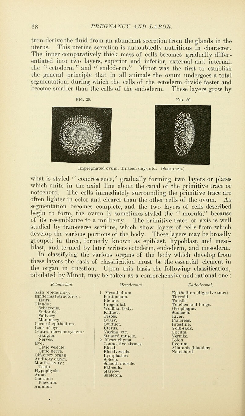 turn derive the fluid from an abundant secretion from the glands in the uterus. This uterine secretion is undoubtedly nutritious in character. The inner comparatively thick mass of cells becomes gradually differ- entiated into two layers, superior aud inferior, external and internal, the  ectoderm  and  endoderm. Minot was the first to establish the general principle that in all animals the ovum undergoes a total segmentation, during which the cells of the ectoderm divide faster and become smaller than the cells of the endoderm. These layers grow by Fig. 29. Fig Impregnated ovum, thirteen days old. (Schultze.) what is styled  concrescence, gradually forming two layers or plates which unite in the axial line about the canal of the primitive trace or notochord. The cells immediately surrounding the primitive trace are often lighter in color and clearer than the other cells of the ovum. As segmentation becomes complete, and the two layers of cells described begin to form, the ovum is sometimes styled the  morula, because of its resemblance to a mulberry. The primitive trace or axis is well studied by transverse sections, which show layers of cells from which develop the various portions of the body. These layers may be broadly grouped in three, formerly known as epiblast, hypoblast, aud meso- blast, and termed by later writers ectoderm, endoderm, and mesoderm. In classifying the various organs of the body which develop from these layers the basis of classification must be the essential element in the organ in question. Upon this basis the following classification, tabulated by Minot, may be takeu as a comprehensive aud rational one : Ectodermal. Skin (epidermis). Epidermal structures: Hairs. Glands: Sebaceous. Sudorific. Salivary Mammary. Corneal epithelium. Lens of eye. Central nervous system: Ganglia. Nerves. Eye: Optic vesicle. Optic nerve. Olfactory organ. Auditory organ. Mouth-cavity: Teeth. Hypophysis. Anus. Chorion: Placenta. Amnion. Mesodermal. 1. Mesothelium. Peritoneum. Pleurae. Urogenital. Wolffian body. Kidney. Testes. Ovary. Oviduct. Uterus. Vagina, etc. Striated muscle. 2. Mesenchyma. Connective tissues. Blood. Bloodvessels. Lymphatics. Spleen. Smooth muscle. Pat-cells. Marrow. Skeleton. Endodermal. Epithelium (digestive tract). Thyroid. Tonsils. Trachea and lungs. (Esophagus. Stomach. Liver. Pancreas. Intestine. Yolk-sack. Caecum. Vermix. Colon. Rectum. Allantois (bladder). Notochord.