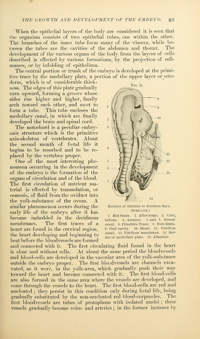 Fig. 31. When the epithelial layers of the body are considered it is seen that the organism consists of two epithelial tubes, one within the other. The branches of the inner tube form many of the viscera, while be- tween the tubes are the cavities of the abdomen and thorax. The development of the various organs of the body from the layers of cells described is effected by various formations, by the projection of cell- masses, or by infolding of epithelium. The central portion or trunk of the embryo is developed at the primi- tive trace by the medullary plate, a portion of the upper layer or ecto- derm, which is of considerable thick- ness. The edges of this plate gradually turn upward, forming a groove whose sides rise higher and higher, finally arch toward each other, and meet to form a tube. This tube encloses the medullary canal, in which are finally developed the brain and spinal cord. The notochord is a peculiar embry- onic structure which is the primitive axis-skeleton of vertebrates. About the second month of foetal life it begins to be resorbed and to be re- placed by the vertebrte proper. One of the most interesting phe- nomena occurring in the development of the embryo is the formation of the organs of circulation and of the blood. The first circulation of nutrient ma- terial is effected by transudation, or osmosis, of fluid from the oviduct into the yolk-substance of the ovum. A similar phenomenon occurs during the early life of the embryo after it has become imbedded in the deciduous membranes. The first traces of a heart are found in the cervical region, the heart developing and beginning to beat before the bloodvessels are formed and connected with it. The first circulating fluid found in the heart is clear and without cells. At about the same period the bloodvessels and blood-cells are developed in the vascular area of the yolk-substance outside the embryo proper. The first bloodvessels are channels exca- vated, as it were, in the yolk-area, which gradually push their way toward the heart and become connected with it. The first blood-cells are also formed in the same area where the vessels are developed, and come through the vessels to the heart. The first blood-cells are red and nucleated ; they persist in this condition only during foetal life, being gradually substituted by the non-nucleated red blood-corpuscles. The first bloodvessels are tubes of protoplasm with isolated nuclei ; these vessels gradually become veins and arteries; in the former instance by Embryo of thirteen to fourteen days. (Schultze.) 1. Mid-brain. 2. After-brain. 3. Cere, bellum. 4. Amnion. 5 and 7. Neural canal. 6. Primitive Trace. 8. Fore-brain. 9. Oral cavity. 10. Heart. 11. Vitelline canal. 12. Vitellene membrane. 13. Bor- der of medullary plate. 14. Allantois.