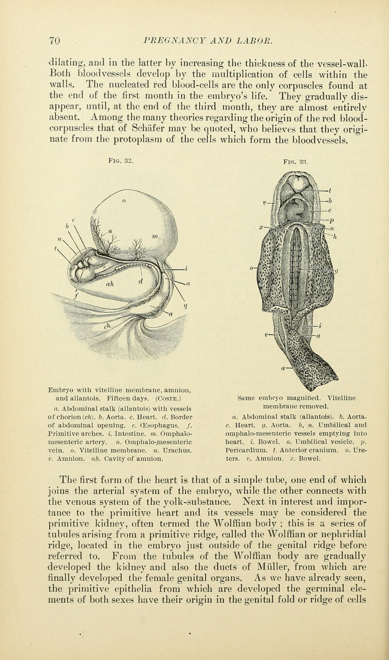 dilating, and in the latter by increasing the thickness of the vessel-wall- Both bloodvessels develop by the multiplication of cells within the walls. The nucleated red blood-cells are the only corpuscles found at the end of the first month in the embryo's life. They gradually dis- appear, until, at the end of the third month, they are almost entirely absent. Among the many theories regarding the origin of the red blood- corpuscles that of Schafer may be quoted, who believes that they origi- nate from the protoplasm of the cells which form the bloodvessels. Fig. 32. Embryo with vitelline membrane, amnion, and allantois. Fifteen days. (Coste.) a. Abdominal stalk (allantois) with vessels of chorion (ch). 6. Aorta, c. Heart, d. Border of abdominal opening, e, (Esophagus. /. Primitive arches, i. Intestine, m. Omphalo- mesenteric artery, n. Ompbalo-mesenteric vein. o. Vitelline membrane, u. Urachus. v. Amnion, ah. Cavity of amnion. Same embryo magnified. Vitelline membrane removed. a. Abdominal stalk (allantois). b. Aorta, c. Heart, g. Aorta. /;, n. Umbilical and omphalo-mesenteric vessels emptying into heart, i. Bovvel. o. Umbilical vesicle, p. Pericardium, t. Anterior cranium, u. Ure- ters, v. Amnion, x. Bowel. The first form of the heart is that of a simple tube, one end of which joins the arterial system of the embryo, while the other connects with the venous system of the yolk-substance. Next in interest and impor- tance to the primitive heart and its vessels may be considered the primitive kidney, often termed the Wolffian body ; this is a series of tubules arising from a primitive ridge, called the Wolffian or nephridial ridge, located in the embryo just outside of the genital ridge before referred to. From the tubules of the Wolffian body are gradually developed the kidney and also the ducts of Midler, from which are finally developed the female genital organs. As we have already seen, the primitive epithelia from which are developed the germinal ele- ments of both sexes have their origin in the genital fold or ridge of cells