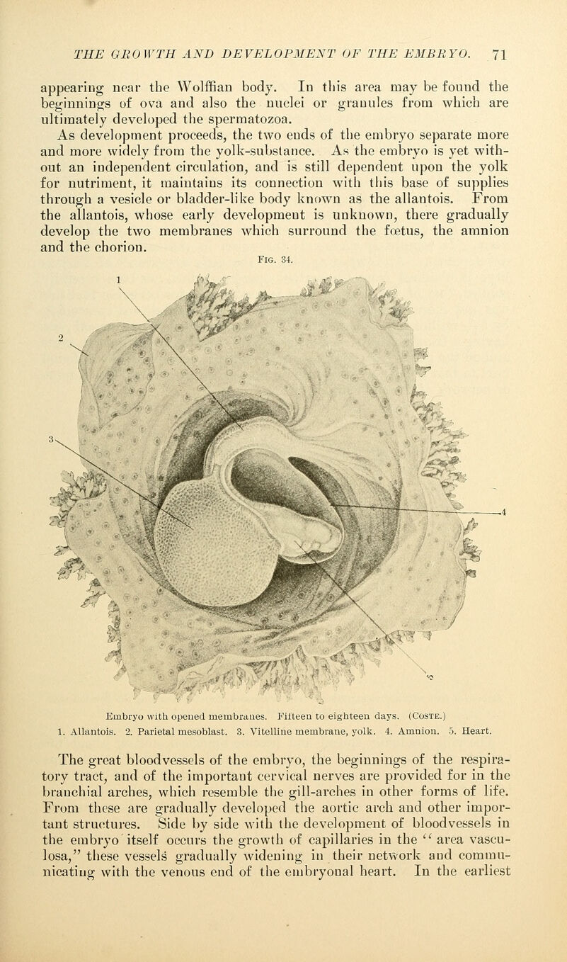 appearing near the Wolffian body. In this area may be found the beginnings of ova and also the nuclei or granules from which are ultimately developed the spermatozoa. As development proceeds, the two ends of the embryo separate more and more widely from the yolk-substance. As the embryo is yet with- out an independent circulation, and is still dependent upon the yolk for nutriment, it maintains its connection with this base of supplies through a vesicle or bladder-like body known as the allantois. From the allantois, whose early development is unknown, there gradually develop the two membranes which surround the foetus, the amnion and the chorion. Fig. 34. Embryo with opened membranes. Fifteen to eighteen days. (Coste.) 1. Allantois. 2. Parietal mesoblast. 3. Vitelline membrane, yolk. 4. Amnion. 5. Heart. The great bloodvessels of the embryo, the beginnings of the respira- tory tract, and of the important cervical nerves are provided for in the branchial arches, which resemble the gill-arches in other forms of life. From these are gradually developed the aortic arch and other impor- tant structures. Side by side with the development of bloodvessels in the embryo itself occurs the growth of capillaries in the  area vascu- losa, these vessels gradually widening in their network and commu- nicating with the venous end of the embryonal heart. In the earliest