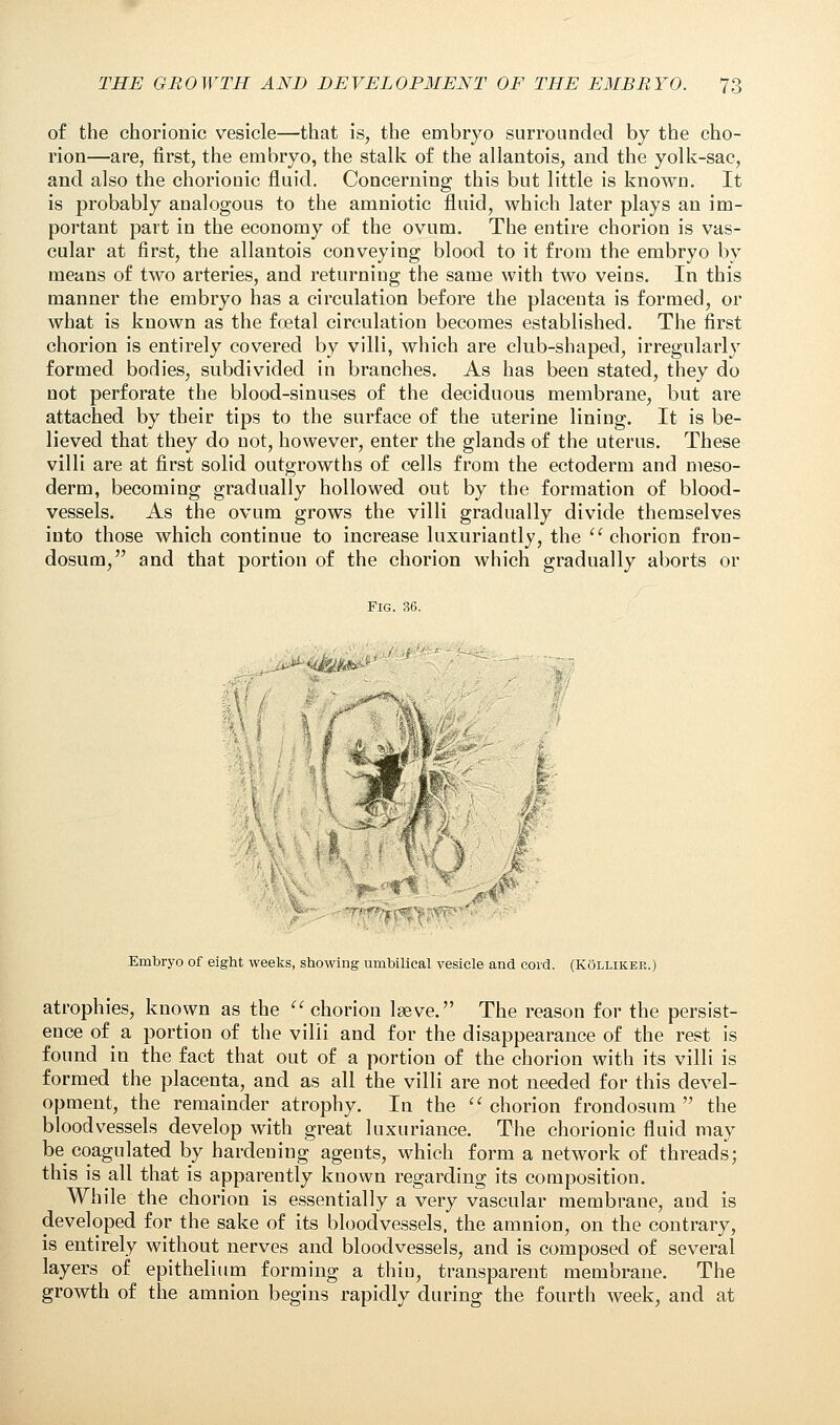 of the chorionic vesicle—that is, the embryo surrounded by the cho- rion—are, first, the embryo, the stalk of the allantois, and the yolk-sac, and also the choriouic fluid. Concerning this but little is known. It is probably analogous to the amniotic fluid, which later plays an im- portant part in the economy of the ovum. The entire chorion is vas- cular at first, the allantois conveying blood to it from the embryo by means of two arteries, and returning the same with two veins. In this manner the embryo has a circulation before the placenta is formed, or what is known as the foetal circulation becomes established. The first chorion is entirely covered by villi, which are club-shaped, irregularly formed bodies, subdivided in branches. As has been stated, they do not perforate the blood-sinuses of the deciduous membrane, but are attached by their tips to the surface of the uterine lining. It is be- lieved that they do not, however, enter the glands of the uterus. These villi are at first solid outgrowths of cells from the ectoderm and meso- derm, becoming gradually hollowed out by the formation of blood- vessels. As the ovum grows the villi gradually divide themselves into those which continue to increase luxuriantly, the u chorion fron- dosum, and that portion of the chorion which gradually aborts or Fig. 36. I f % I AMM i M I :•«*.!- Embryo of eight weeks, showing umbilical vesicle and cord. (Kollik.ee.) atrophies, known as the  chorion lgeve. The reason for the persist- ence of ^ a portion of the villi and for the disappearance of the rest is found in the fact that out of a portion of the chorion with its villi is formed the placenta, and as all the villi are not needed for this devel- opment, the remainder atrophy. In the chorion frondosum  the bloodvessels develop with great luxuriance. The chorionic fluid may be coagulated by hardening agents, which form a network of threads; this is all that is apparently known regarding its composition. While the chorion is essentially a very vascular membrane, and is developed for the sake of its bloodvessels, the amnion, on the contrary, is entirely without nerves and bloodvessels, and is composed of several layers of epithelium forming a thin, transparent membrane. The growth of the amnion begins rapidly during the fourth week, and at