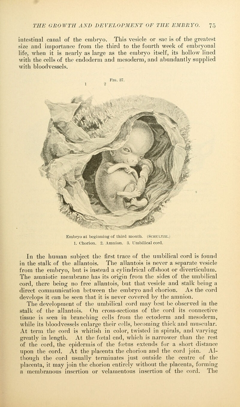 intestinal canal of the embryo. This vesicle or sac is of the greatest size and importance from the third to the fourth week of embryonal life, when it is nearly as large as the embryo itself, its hollow lined with the cells of the endoderm and mesoderm, and abundantly supplied with bloodvessels. Fig. 37. Embryo at beginning of third month. (Schultze.) 1. Chorion. 2. Amnion. 3. Umbilical cord. In the human subject the first trace of the umbilical cord is found in the stalk of the allantois. The allantois is never a separate vesicle from the embryo, but is instead a cylindrical offshoot or diverticulum. The amniotic membrane has its origin from the sides of the umbilical cord, there being no free allantois, but that vesicle and stalk being a direct communication between the embryo and chorion. As the cord develops it can be seen that it is never covered by the amnion. The development of the umbilical cord may best be observed in the stalk of the allantois. On cross-sections of the cord its connective tissue is seen in branching cells from the ectoderm and mesoderm, while its bloodvessels enlarge their cells, becoming thick and muscular. At term the cord is whitish in color, twisted in spirals, and varying greatly in length. At the foetal end, which is narrower than the rest of the cord, the epidermis of the foetus extends for a short distance upon the cord. At the placenta the chorion and the cord join. Al- though the cord usually terminates just outside the centre of the placenta, it may join the chorion entirely without the placenta, forming a membranous insertion or velamentous insertion of the cord. The