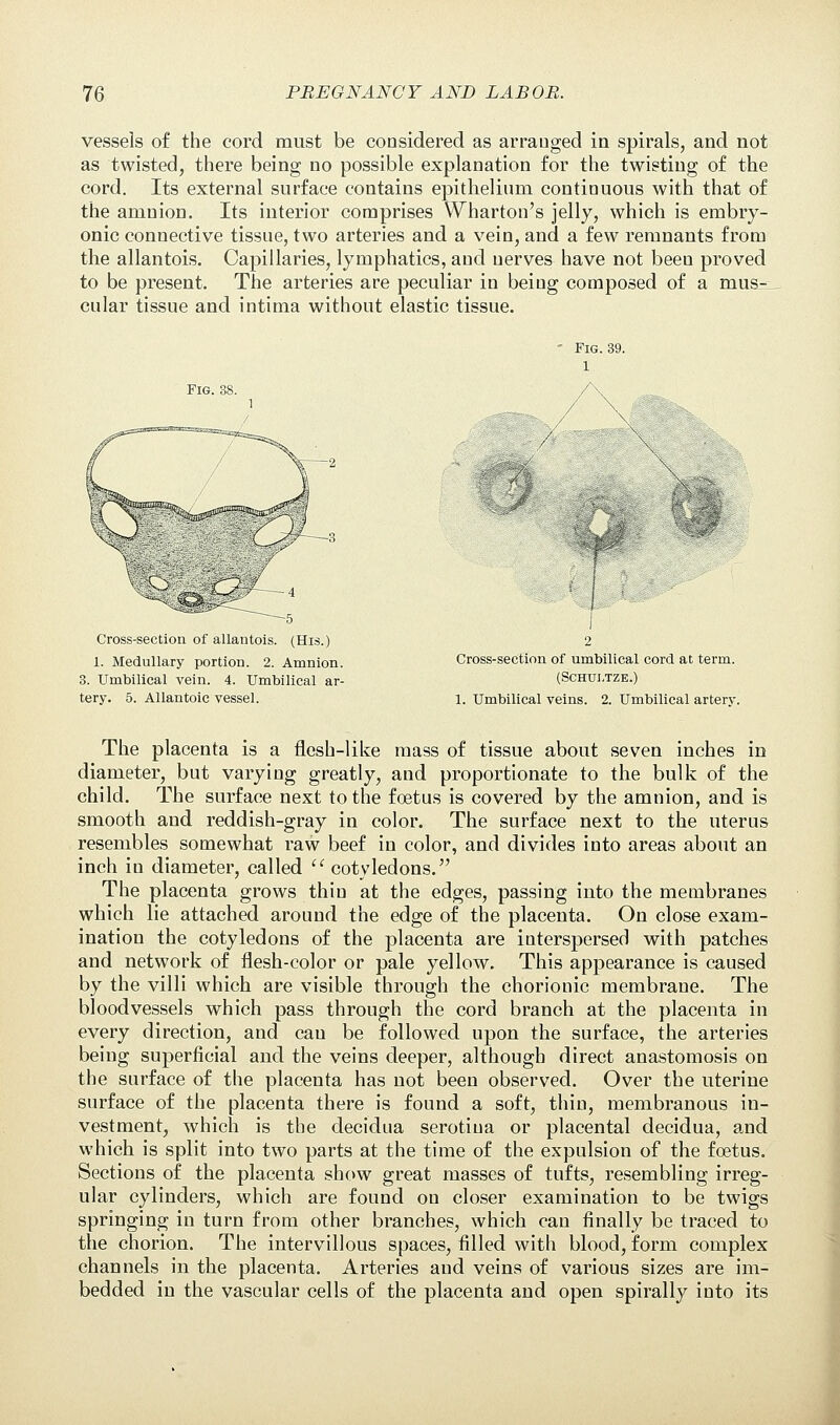 vessels of the cord must be considered as arranged in spirals, and not as twisted, there being no possible explanation for the twisting of the cord. Its external surface contains epithelium continuous with that of the amnion. Its interior comprises Wharton's jelly, which is embry- onic connective tissue, two arteries and a vein, and a few remnants from the allantois. Capillaries, lymphatics, and nerves have not been proved to be present. The arteries are peculiar in being composed of a mus- cular tissue and intima without elastic tissue. Fig. 38. Fig. 39. 1 /\ Cross-section of allantois. (His.) 1. Medullary portion. 2. Amnion. 3. Umbilical vein. 4. Umbilical ar- tery. 5. Allantoic vessel. Cross-section of umbilical cord at term. (Schuj/tze.) 1. Umbilical veins. 2. Umbilical arterv. The placenta is a flesh-like mass of tissue about seven inches in diameter, but varying greatly, and proportionate to the bulk of the child. The surface next to the foetus is covered by the amnion, and is smooth and reddish-gray in color. The surface next to the uterus resembles somewhat raw beef in color, and divides into areas about an inch in diameter, called  cotyledons. The placenta grows thin at the edges, passing into the membranes which lie attached around the edge of the placenta. On close exam- ination the cotyledons of the placenta are interspersed with patches and network of flesh-color or pale yellow. This appearance is caused by the villi which are visible through the chorionic membrane. The bloodvessels which pass through the cord branch at the placenta in every direction, and can be followed upon the surface, the arteries being superficial and the veins deeper, although direct anastomosis on the surface of the placenta has not been observed. Over the uterine surface of the placenta there is found a soft, thin, membranous in- vestment, which is the decidua serotiua or placental decidua, and which is split into two parts at the time of the expulsion of the foetus. Sections of the placenta show great masses of tufts, resembling irreg- ular cylinders, which are found on closer examination to be twigs springing in turn from other branches, which can finally be traced to the chorion. The intervillous spaces, filled with blood, form complex channels in the placenta. Arteries and veins of various sizes are im- bedded in the vascular cells of the placenta and open spirally into its