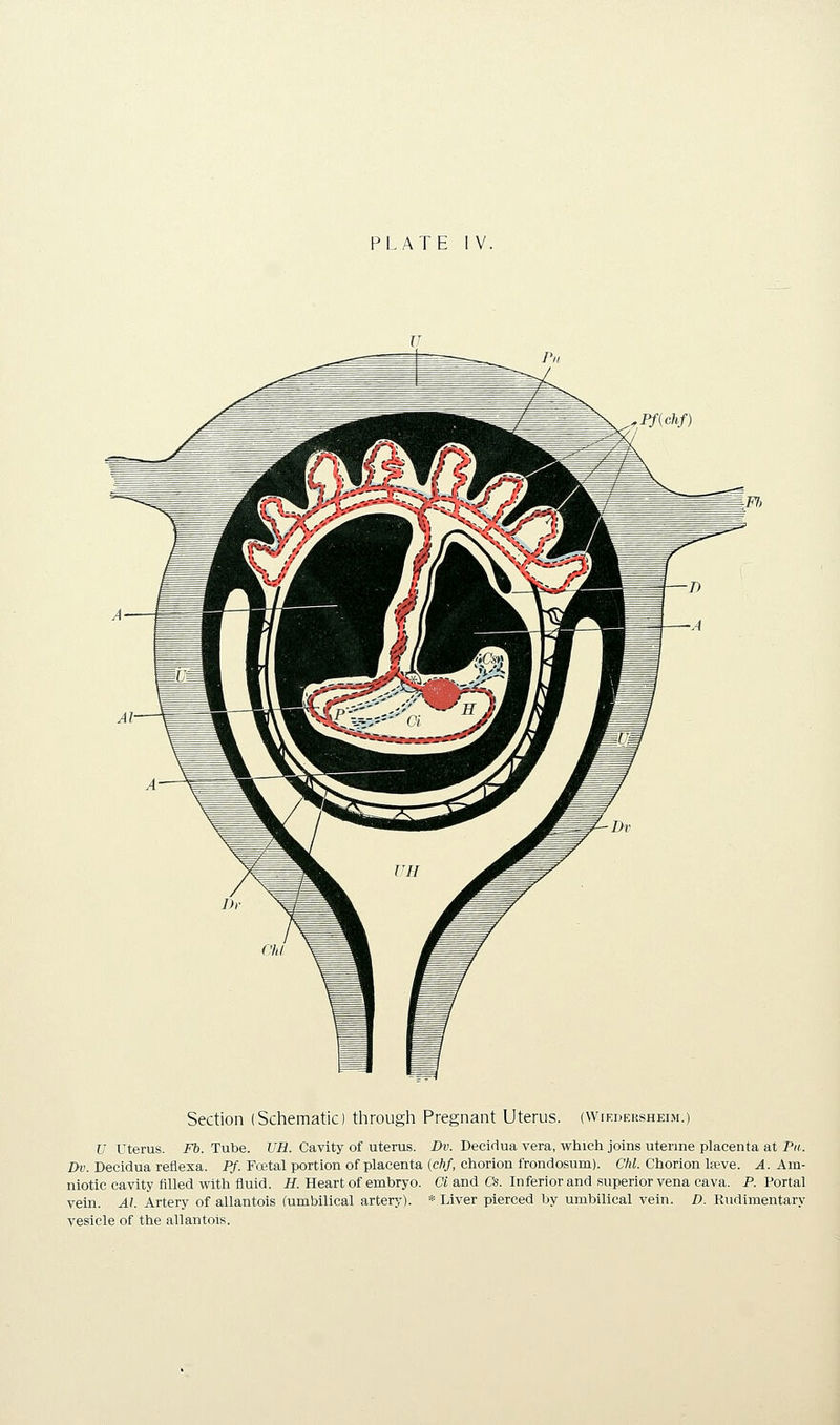 Pf(chf) Section (Schematic) through Pregnant Uterus. (Wiedersheim.) U Uterus. Fb. Tube. VH. Cavity of uterus. Dv. Decidua vera, which joins uterine placenta at Pa. Dv. Decidua reflexa. Pf. Fcetal portion of placenta (eft/, chorion frondosum). Chi. Chorion lseve. ^.Am- niotic cavity filled with fluid. H. Heart of embryo. Ci and Cs. Inferior and superior vena cava. P. Portal vein. Al. Artery of allantois (umbilical artery). * Liver pierced by umbilical vein. D. Rudimentary vesicle of the allantois.