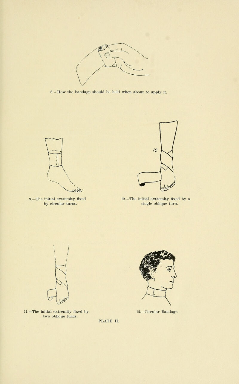 8.-How the bandage should be held when about to apply it. V 9.—The initial extremity fixed by eu'cular turns. 10.—The initial extremity fixed by a single oblique turn. 11.—The initial extremity fixed by two oblique turns. 12.—Circular Bandage.