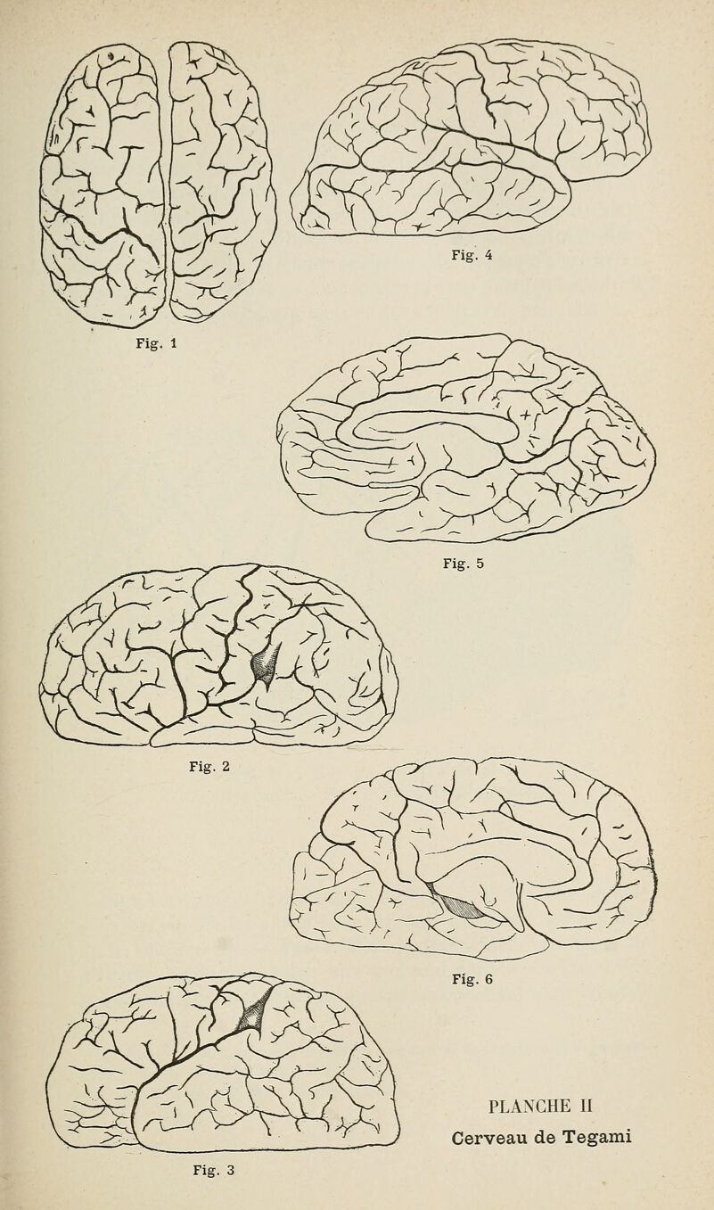 PLANCHE II Cerveau de Tegami