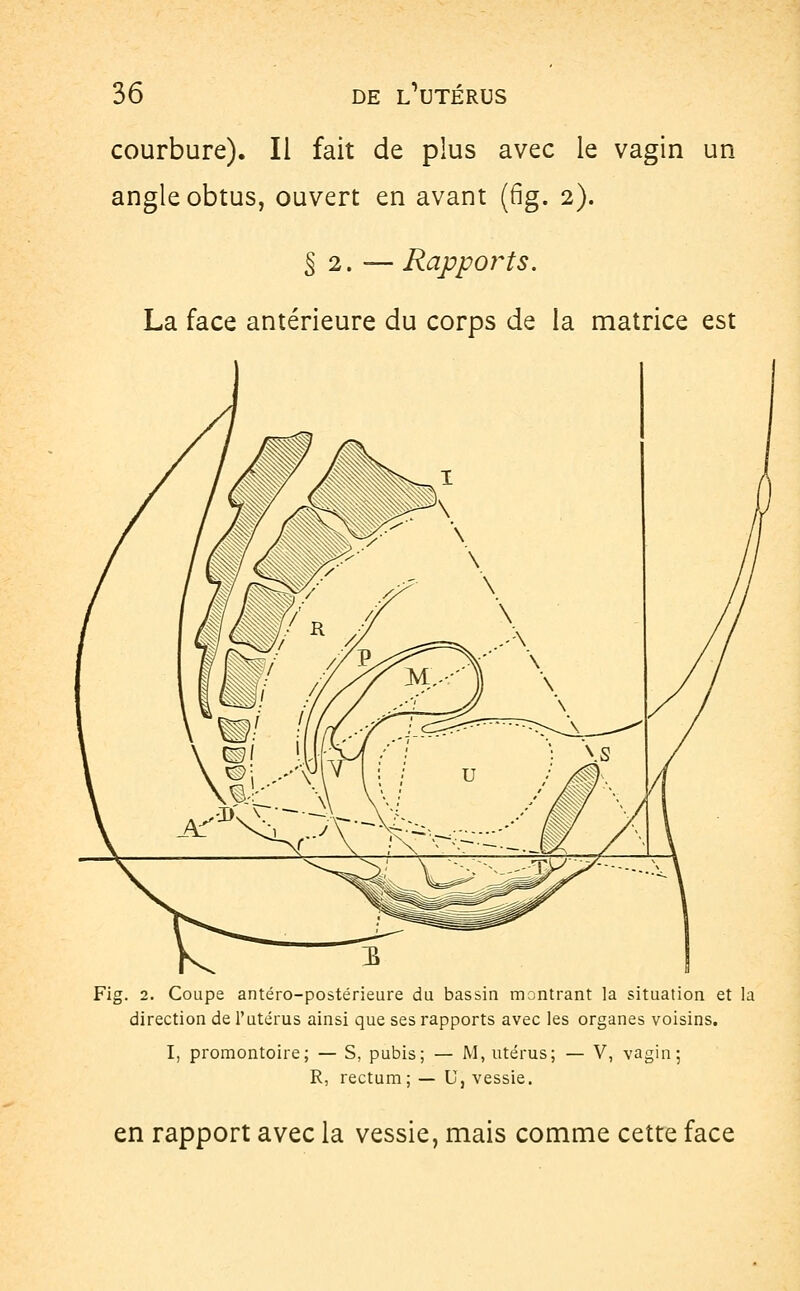 courbure). Il fait de plus avec le vagin un angle obtus, ouvert en avant (fig. 2). S 2. — Rapports. La face antérieure du corps de la matrice est Fig. 2. Coupe antéro-postérieure du bassin montrant la situation et la direction de l'utérus ainsi que ses rapports avec les organes voisins. I, promontoire; — S, pubis; — M, utérus; — V, vagin; R, rectum; — U, vessie. en rapport avec la vessie, mais comme cette face