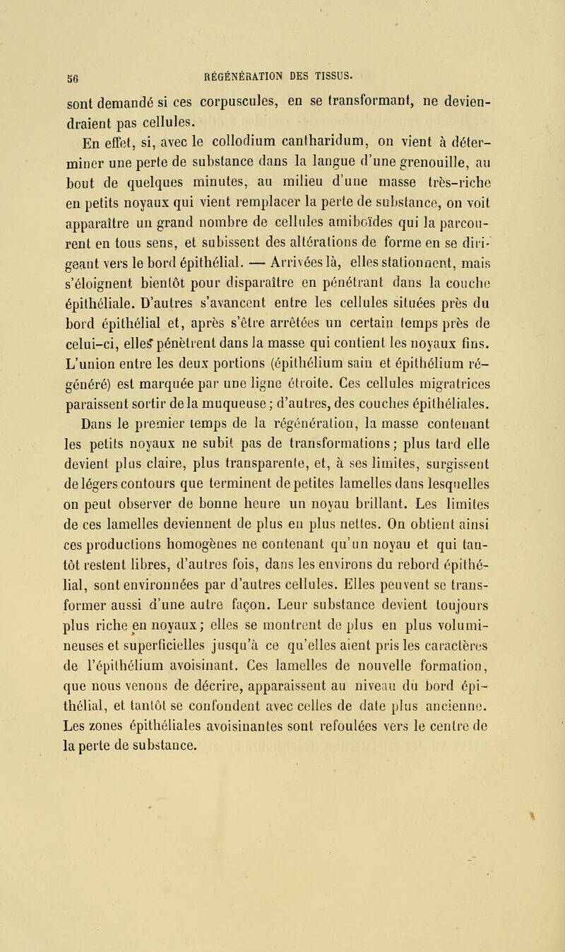 sont demandé si ces corpuscules, en se transformant, ne devien- draient pas cellules. En effet, si, avec le collodium cantharidum, on vient à déter- miner une perte de substance dans la langue d'une grenouille, au bout de quelques minutes, au milieu d'une masse très-riche en petits noyaux qui vient remplacer la perte de substance, on voit apparaître un grand nombre de cellules amiboïdes qui la parcou- rent en tous sens, et subissent des altérations de forme en se diri- geant vers le bord épithélial. — Arrivées la, elles stationnent, mais s'éloignent bientôt pour disparaître en pénétrant dans la couche épithéliale. D'autres s'avancent entre les cellules situées près du bord épithélial et, après s'être arrêtées un certain temps près de celui-ci, elle? pénètrent dans la masse qui contient les noyaux fins. L'union entre les deux portions (épilhélium sain et épithélium ré- généré) est marquée par une ligne étroite. Ces cellules migratrices paraissent sortir delà muqueuse; d'autres, des couches épithéliales. Dans le premier lemps de la régénération, la masse contenant les petits noyaux ne subit pas de transformations ; plus tard elle devient plus claire, plus transparente, et, à ses limites, surgissent de légers contours que terminent de petites lamelles dans lesquelles on peut observer de bonne heure un noyau brillant. Les limites de ces lamelles deviennent de plus eu plus nettes. On obtient ainsi ces productions homogènes ne contenant qu'un noyau et qui tan- tôt restent libres, d'autres fois, dans les environs du rebord épithé- lial, sont environnées par d'autres cellules. Elles peuvent se trans- former aussi d'une autre façon. Leur substance devient toujours plus riche en noyaux; elles se montrent de plus en plus volumi- neuses et superficielles jusqu'à ce qu'elles aient pris les caractères de l'épilhélium avoisinant. Ces lamelles de nouvelle formation, que nous venons de décrire, apparaissent au niveau du bord épi- thélial, et tantôt se confondent avec celles de date plus ancienne. Les zones épithéliales avoisinantes sont refoulées vers le centre de la perte de substance.
