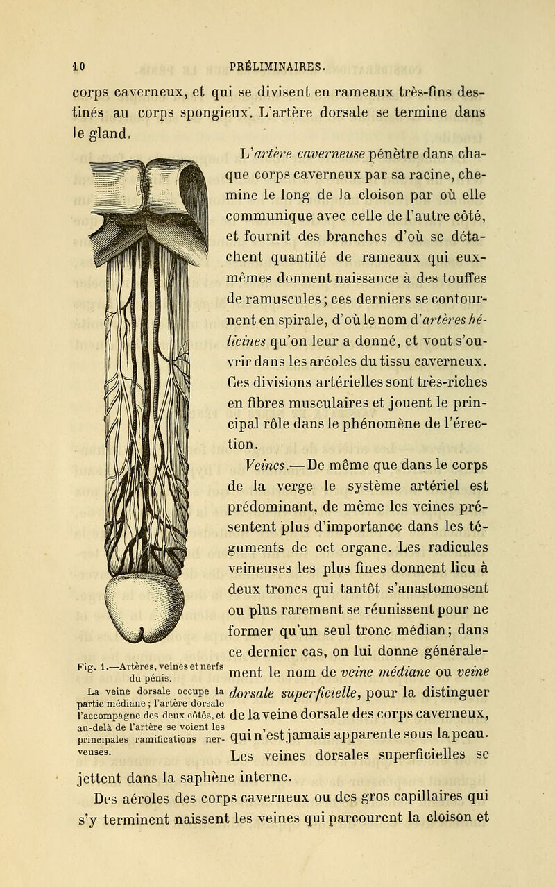 corps caverneux, et qui se divisent en rameaux très-fins des- tinés au corps spongieux'. L'artère dorsale se termine dans le gland. lî artère caverneuse pénètre dans cha- que corps caverneux par sa racine, che- mine le long de la cloison par où elle communique avec celle de l'autre côté, et fournit des branches d'où se déta- chent quantité de rameaux qui eux- mêmes donnent naissance à des touffes de ramuscules ; ces derniers se contour- nent en spirale, d'où le nom (¥ artères hé- licines qu'on leur a donné, et vont s'ou- vrir dans les aréoles du tissu caverneux. Ces divisions artérielles sont très-riches en fibres musculaires et jouent le prin- cipal rôle dans le phénomène de l'érec- tion. Veines.— De même que dans le corps de la verge le système artériel est prédominant, de même les veines pré- sentent plus d'importance dans les té- guments de cet organe. Les radicules veineuses les plus fines donnent lieu à deux troncs qui tantôt s'anastomosent ou plus rarement se réunissent pour ne former qu'un seul tronc médian; dans ce dernier cas, on lui donne générale- Fig. l.-Artère^veinesetnerfs ment le nQm de ^ méd(ane Qn mim La veine dorsale occupe la dorsale superficielle, pour la distinguer partie médiane ; l'artère dorsale raccompagne des deux côtés, et de laveine dorsale des corps caverneux, au-delà de l'artère se voient les ... . . , ■ principales ramifications ner- quin estjamais apparente sous la peau. veuses- Les veines dorsales superficielles se jettent dans la saphène interne. Dtis aéroles des corps caverneux ou des gros capillaires qui s'y terminent naissent les veines qui parcourent la cloison et