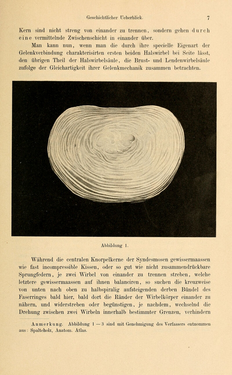 Kern sind nicht streng von einander zu trennen, sondern gehen durch eine vermittelnde Zwischenschicht in einander über. Man kann nun, wenn man die durch ihre specielle Eigenart der Gelenkverbindung charakterisirten ersten beiden Halswirbel bei Seite lässt, den übrigen Theil der Halswirbelsäule, die Brust- und Lendenwirbelsäule zufolge der Gleichartigkeit ihrer Gelenkmechanik zusammen betrachten. Abbildung 1. Während die centralen Knorpelkerne der Syndesmosen gewissermaassen wie fast incompressible Kissen, oder so gut wie nicht zusammendrückbare Sprungfedern, je zwei Wirbel von einander zu trennen streben, welche letztere gewissermaassen auf ihnen balanciren, so suchen die kreuzweise von unten nach oben zu halbspiralig aufsteigenden derben Bündel des Faserringes bald hier, bald dort die Ränder der Wirbelkörper einander zu nähern, und widerstreben oder begünstigen, je nachdem, wechselnd die Drehung zwischen zwei Wirbeln innerhalb bestimmter Grenzen, verhindern Anmerkung. Abbildung 1 — 3 sind mit Genehmigung des Verfassers entnommen aus: Spalteholz, Anatom. Atlas.