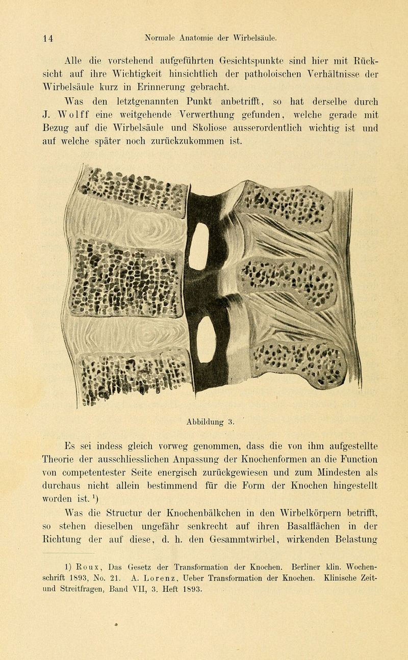 Alle die vorstehend aufgeführten Gesichtspunkte sind hier mit Rück- sicht auf ihre Wichtigkeit hinsichtlich der patholoischen Verhältnisse der Wirbelsäule kurz in Erinnerung gebracht. Was den letztgenannten Punkt anbetrifft, so hat derselbe durch J. Wolff eine weitgehende Verwerthung gefunden, welche gerade mit Bezug auf die Wirbelsäule und Skoliose ausserordentlich wichtig ist und auf welche später noch zurückzukommen ist. *3S Abbildung 3. Es sei indess gleich vorweg genommen, dass die von ihm aufgestellte Theorie der ausschliesslichen Anpassung der Knochenformen an die Function von competentester Seite energisch zurückgewiesen und zum Mindesten als durchaus nicht allein bestimmend für die Form der Knochen hingestellt worden ist.x) Was die Structur der Knochenbälkchen in den Wirbelkörpern betrifft, so stehen dieselben ungefähr senkrecht auf ihren Basalflächen in der Richtung der auf diese, d. h. den G-esammtwirbel, wirkenden Belastung 1) Koux, Das Gesetz der Transformation der Knochen. Berliner klin. Wochen- schrift 1893, No. 21. A. Lorenz, Ueber Transformation der Knochen. Klinische Zeit- und Streitfragen, Band VII, 3. Heft 1893.