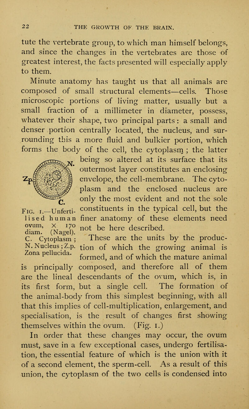 tute the vertebrate group, to which man himself belongs, and since the changes in the vertebrates are those of greatest interest, the facts presented will especially apply to them. Minute anatomy has taught us that all animals are composed of small structural elements—cells. Those microscopic portions of living matter, usually but a small fraction of a millimeter in diameter, possess, whatever their shape, two principal parts : a small and denser portion centrally located, the nucleus, and sur- rounding this a more fluid and bulkier portion, which forms the body of the cell, the cytoplasrn ; the latter being so altered at its surface that its outermost layer constitutes an enclosing envelope, the cell-membrane. The cyto- plasm and the enclosed nucleus are only the most evident and not the sole YiQ J Unferti- constituents in the typical cell, but the Used human finer anatomy of these elements need ovum, X 170 j^o^ bg j^ej^g described. diam. (Nagel). C. Cytoplasm ; These are the units by the produc- N. Nucleus ;Z.p. •j-jon of which the growing animal is Zona pellucida. r ^ i r 1 • 1 ^1 ^ • 1 formed, and of which the mature animal is principally composed, and therefore all of them are the lineal descendants of the ovum, which is, in its first form, but a single cell. The formation of the animal-body from this simplest beginning, with all that this implies of cell-multiplication, enlargement, and specialisation, is the result of changes first showing themselves within the ovum. (Fig. i.) In order that these changes may occur, the ovum must, save in a few exceptional cases, undergo fertilisa- tion, the essential feature of which is the union with it of a second element, the sperm-cell. As a result of this union, the cytoplasm of the two cells is condensed into