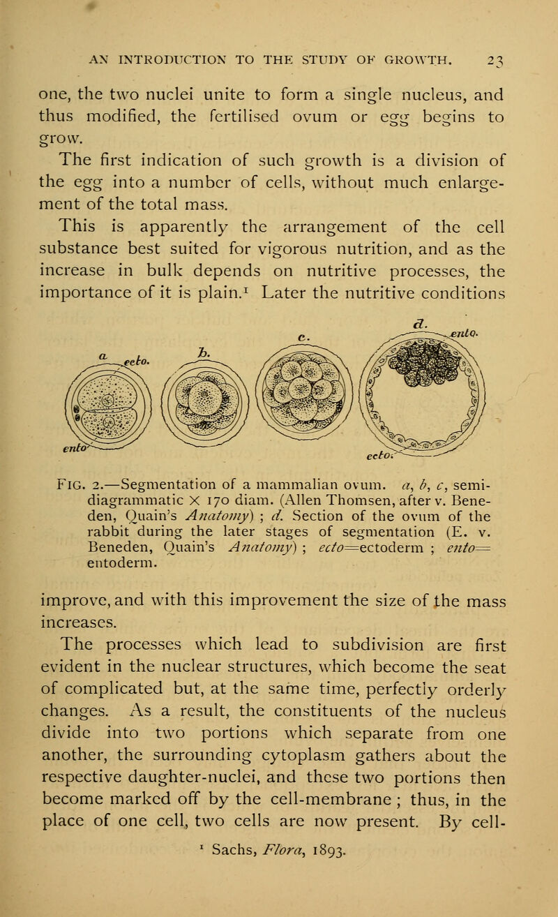 one, the two nuclei unite to form a single nucleus, and thus modified, the fertilised ovum or eQ-ii bes^ins to grow. The first indication of such growth is a division of the egg into a number of cells, without much enlarge- ment of the total mass. This is apparently the arrangement of the cell substance best suited for vigorous nutrition, and as the increase in bulk depends on nutritive processes, the importance of it is plain.^ Later the nutritive conditions ento ecto,' Fig. 2.—Segmentation of a mammalian ovum, a^ b, c, semi- diagrammatic X 170 diam. (Allen Thomsen, after v. Bene- den, Ouain's Anatomy) ; d. Section of the ovum of the rabbit during the later stages of segmentation (E. v. Beneden, Ouain's Anatomy) ; ^i:/(?=ectoderm ; ento^^ entoderm. improve, and with this improvement the size of the mass increases. The processes which lead to subdivision are first evident in the nuclear structures, which become the seat of complicated but, at the same time, perfectly orderl}^ changes. As a result, the constituents of the nucleus divide into two portions which separate from one another, the surrounding cytoplasm gathers about the respective daughter-nuclei, and these two portions then become marked off by the cell-membrane ; thus, in the place of one cell, two cells are now present. By cell- ' Sachs, Flora^ 1893-