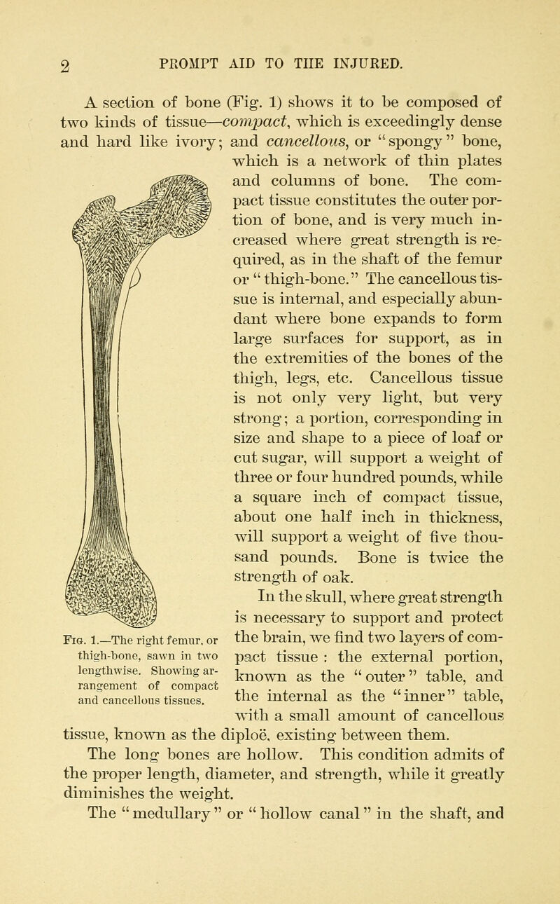 A section of bone (Fig. 1) shows it to be composed of two kinds of tissue—compact, which is exceedingly dense and hard like ivory; and cancellous^ or spongy bone, which is a network of thin plates and columns of bone. The com- pact tissue constitutes the outer por- tion of bone, and is very much in- creased where great strength is re- quired, as in the shaft of the femur or  thigh-bone. The cancellous tis- sue is internal, and especially abun- dant where bone expands to form large surfaces for support, as in the extremities of the bones of the thigh, legs, etc. Cancellous tissue is not only very light, but very- strong; a portion, corresponding in size and shape to a piece of loaf or cut sugar, will support a weight of three or four hundred pounds, while a square inch of compact tissue, about one half inch in thickness, will support a weight of five thou- sand pounds. Bone is twice the strength of oak. In the skull, where great strength is necessary to support and protect the brain, we find two layers of com- pact tissue : the external portion, known as the outer table, and the internal as the inner table, with a small amount of cancellous tissue, known as the diploe, existing between them. The long bones are hollow. This condition admits of the proper length, diameter, and strength, while it greatly diminishes the weight. The  medullary  or  hollow canal in the shaft, and Fig. 1.—The right femur, or thigh-bone, sawn in two lengthwise. Showing ar- rangement of compact and cancellous tissues.