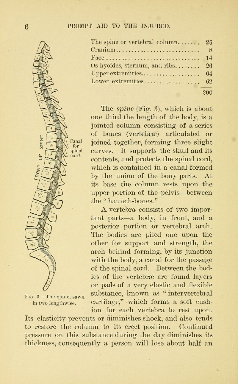 The spine or vertebral column 26 Cranium 8 Face 14 Os hyoides, sternum, and ribs 26 Upper extremities 64 Lower extremities. 62 200 The spine (Fig, 3), which is about one third the length of the body, is a jointed column consisting of a series of bones (vertebrae) articulated or joined together, forming three slight curves. It supports the skull and its contents, and protects the spinal cord, which is contained in a canal formed hy the union of the bony parts. At its base the column rests upon the upper portion of the pelvis—betw^een the haunch-bones, A vertebra consists of two impor- tant parts—a body, in front, and a posterior portion or vertebral arch. The bodies are piled one upon the other for support and strength, the arch behind forming, by its junction with the body, a canal for the passage of the spinal cord. Between the bod- ies of the vertebrae are found layers or pads of a very elastic and flexible substance, known as  mtervertebral cartilage, which forms a soft cush- ion for each vertebra to rest upon. Its elasticity prevents or diminishes shock, and also tends to restore the column to its erect position. Continued pressure on this substance during the day diminishes its thickness, consequently a person will lose about half an Fig. 3.—The epine, sawn in two leno-thwise.